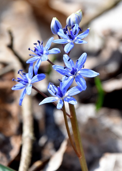 Stopfenreuth - 10032023 - (45) - Forstweg zum Rosskopfarm - Scilla vindobonensis - Wien-Blaustern.JPG