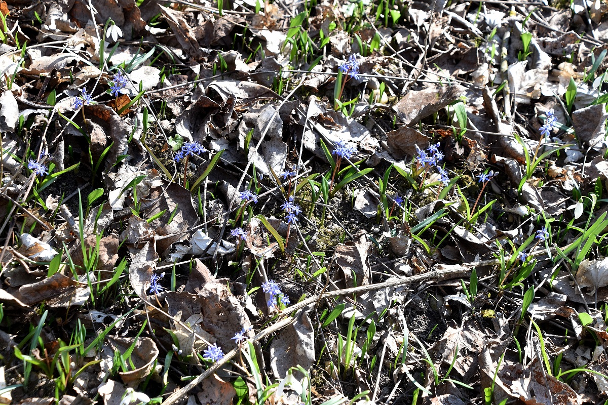 Stopfenreuth - 10032023 - (46) - Forstweg zum Rosskopfarm - Scilla vindobonensis - Wien-Blaustern.JPG