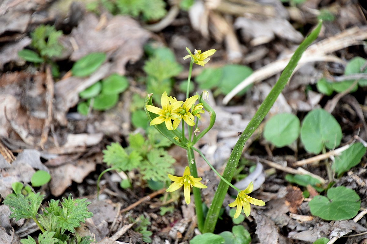 Stopfenreuth - 10032023 - (77) - Treppelweg - Gagea lutea - Wald-Gelbstern.JPG