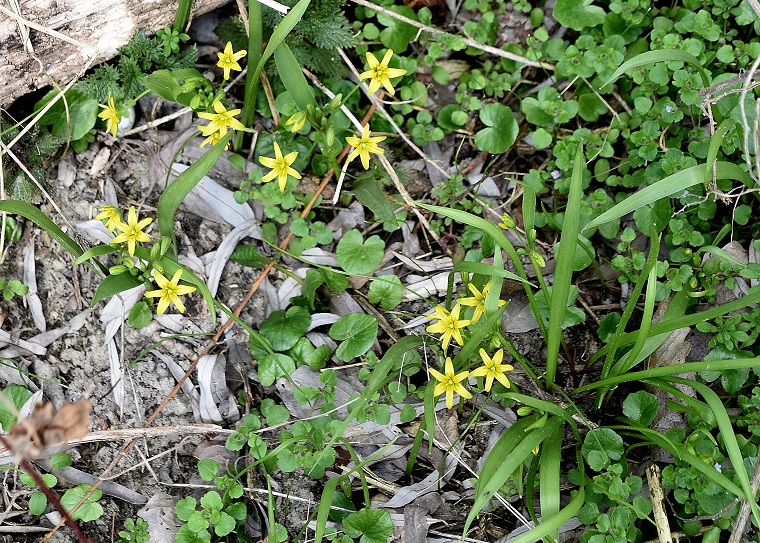 Stopfenreuth - 10032023 - (78) - Treppelweg - Gagea lutea - Wald-Gelbstern.JPG