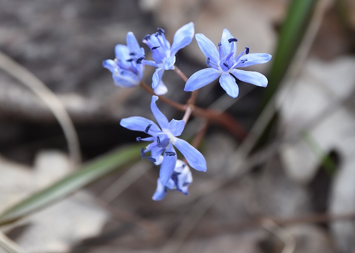 Spitzerberg - 10032023 - (35) - Scilla vindobonensis - Wien-Blaustern.JPG