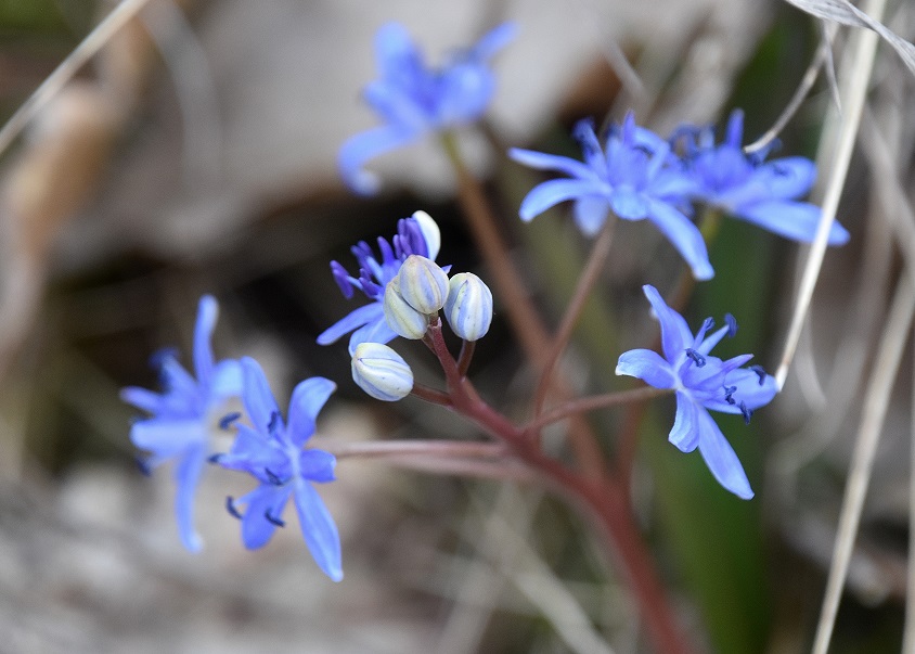 Spitzerberg - 10032023 - (55) -  - Scilla vindobonensis - Wien-Blaustern.JPG