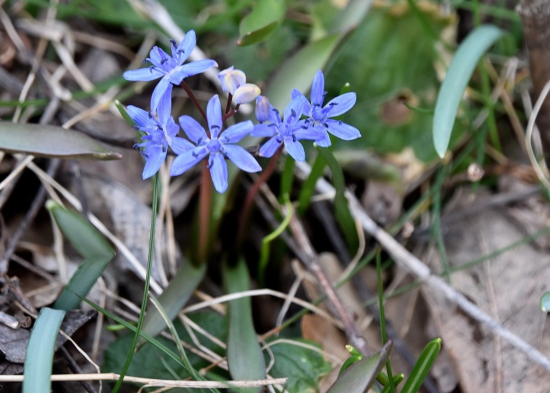 Spitzerberg - 10032023 - (57) - - Scilla vindobonensis - Wien-Blaustern.JPG