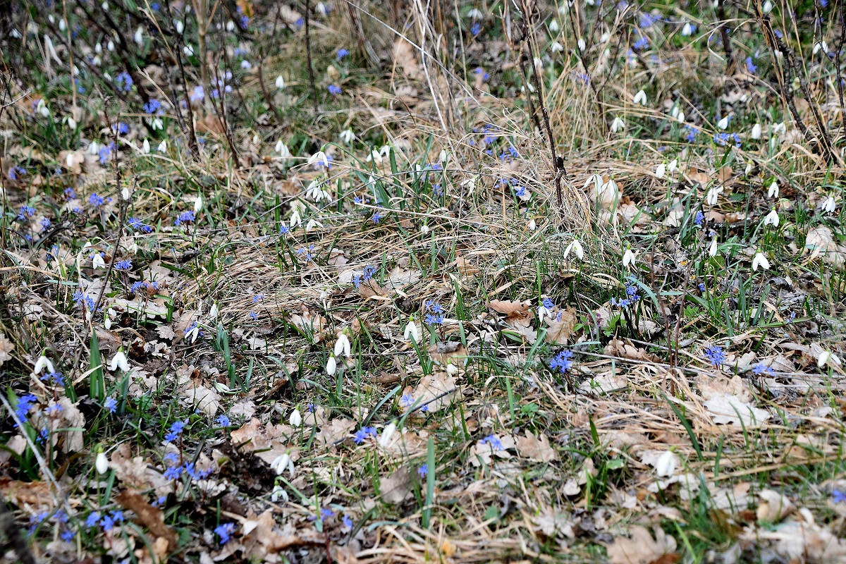 Spitzerberg - 10032023 - (58) -  Galanthus nivalis - Schneeglöckchen und Scilla vindobonensis - Wien-Blaustern.JPG