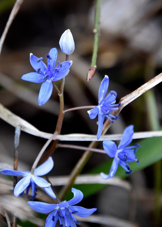 Spitzerberg - 10032023 - (39) - Scilla vindobonensis - Wien-Blaustern schwache Ausprägung.JPG