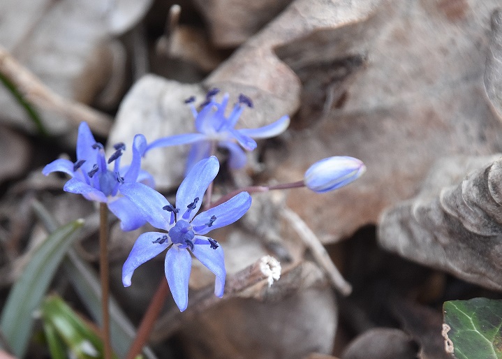 Spitzerberg - 10032023 - (48) - Scilla vindobonensis - Wien-Blaustern schwache Ausprägung.JPG