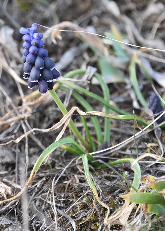 Spitzerberg - 10032023 - (9) -  Muscari neglectum -  Weinbergs-Traubenhyazinthe.JPG