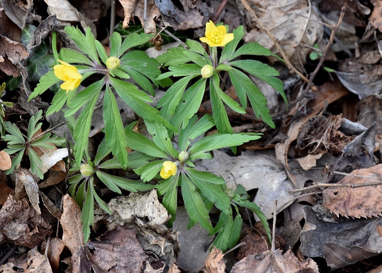 Spitzerberg - 10032023 - (18) - Anemone ranunculoides - Gelb-Windröschen.JPG