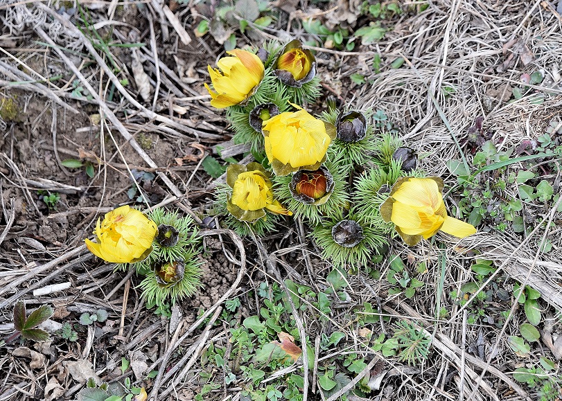 Spitzerberg - 10032023 - (24) - - Adonis  vernalis - Frühlings-Adonis.JPG