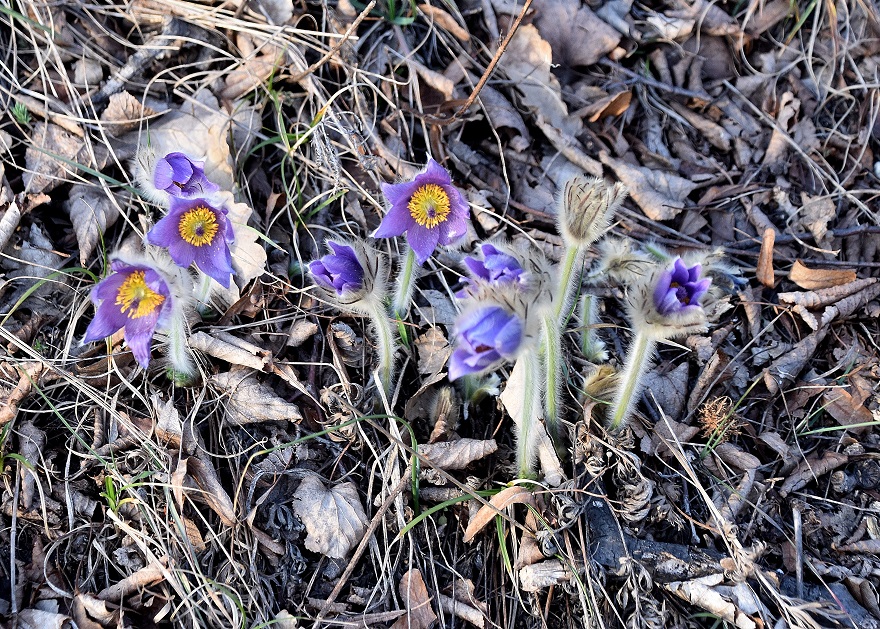 Spitzerberg - 10032023 - (73) - Pulsatilla grandis - Groß-Küchenschelle.JPG