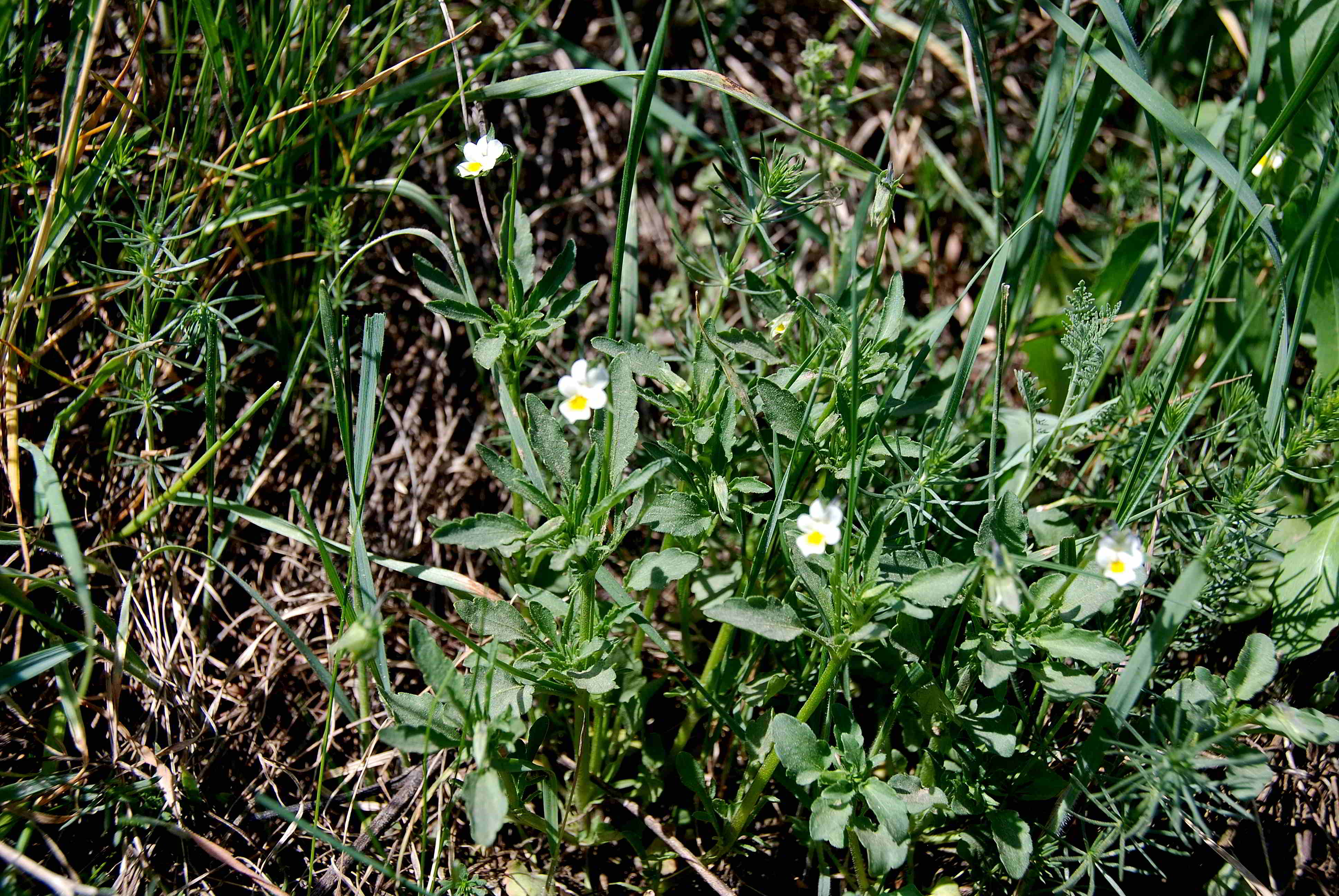 Siegendort-Burgenland-Naturschutzgebiet-21042018-(65).JPG