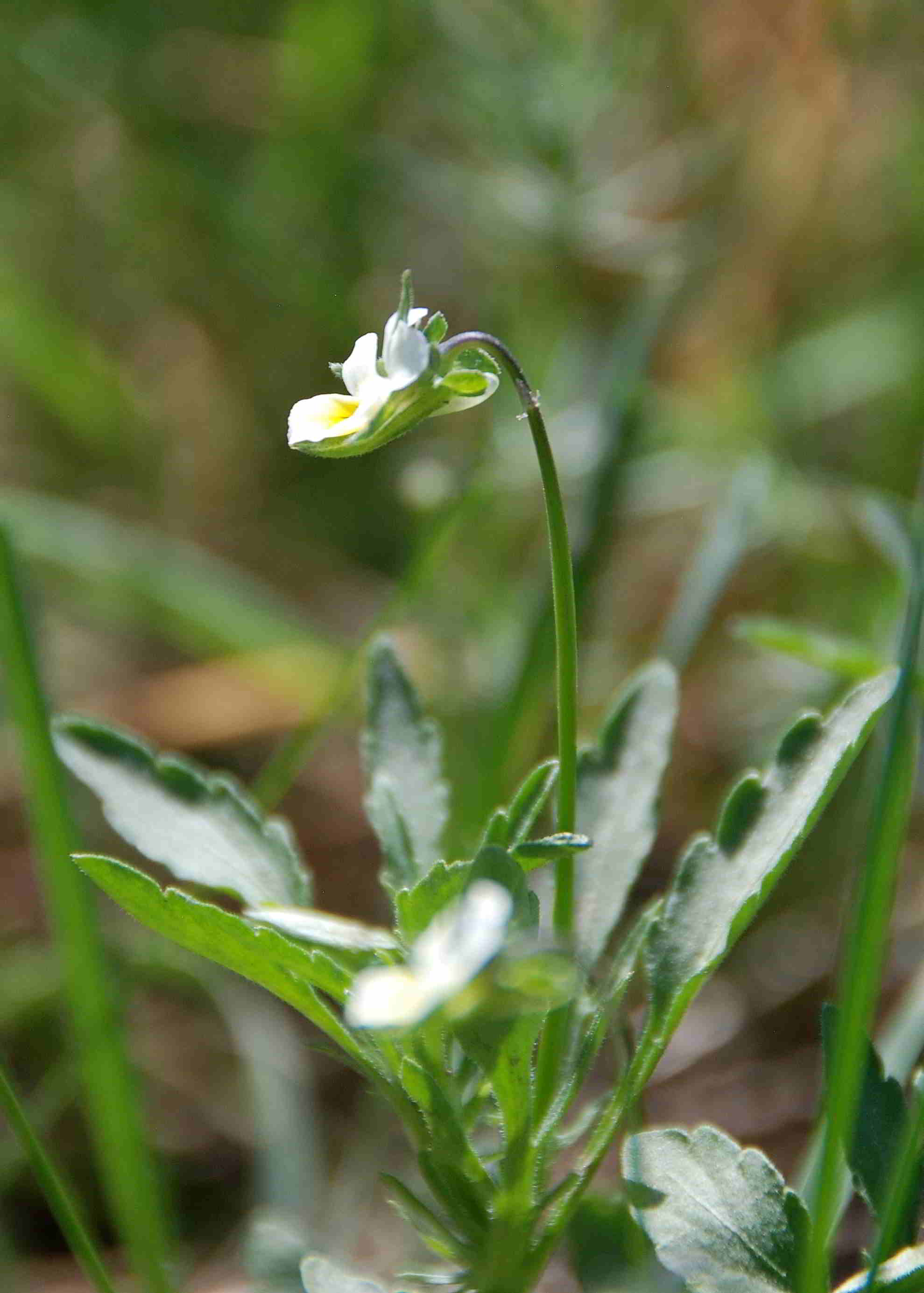 Siegendort-Burgenland-Naturschutzgebiet-21042018-(66).JPG