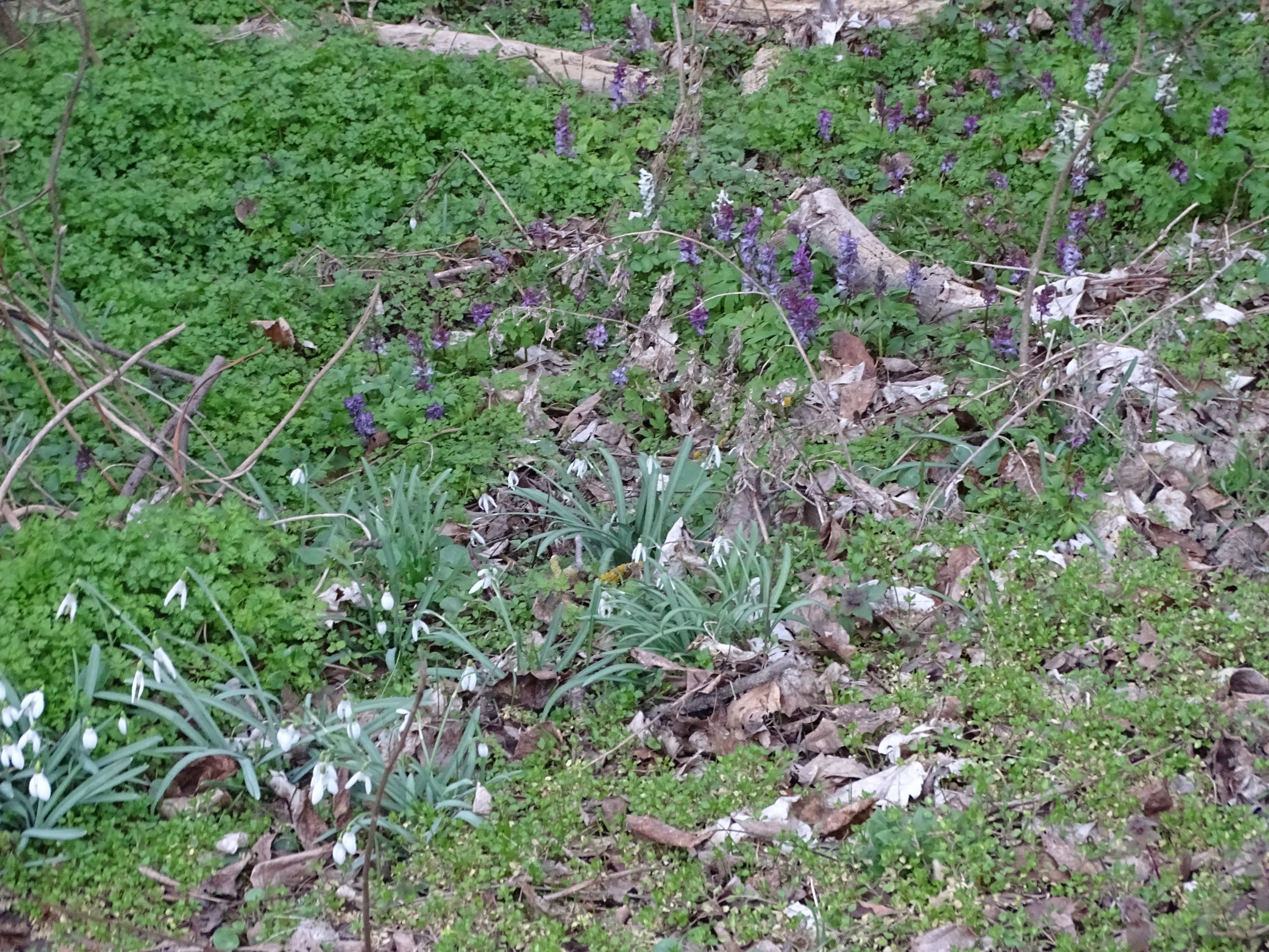 DSC09955 phäno, hainburg, Galanthus nivalis, corydalis cava, anthriscus cerefolium.JPG