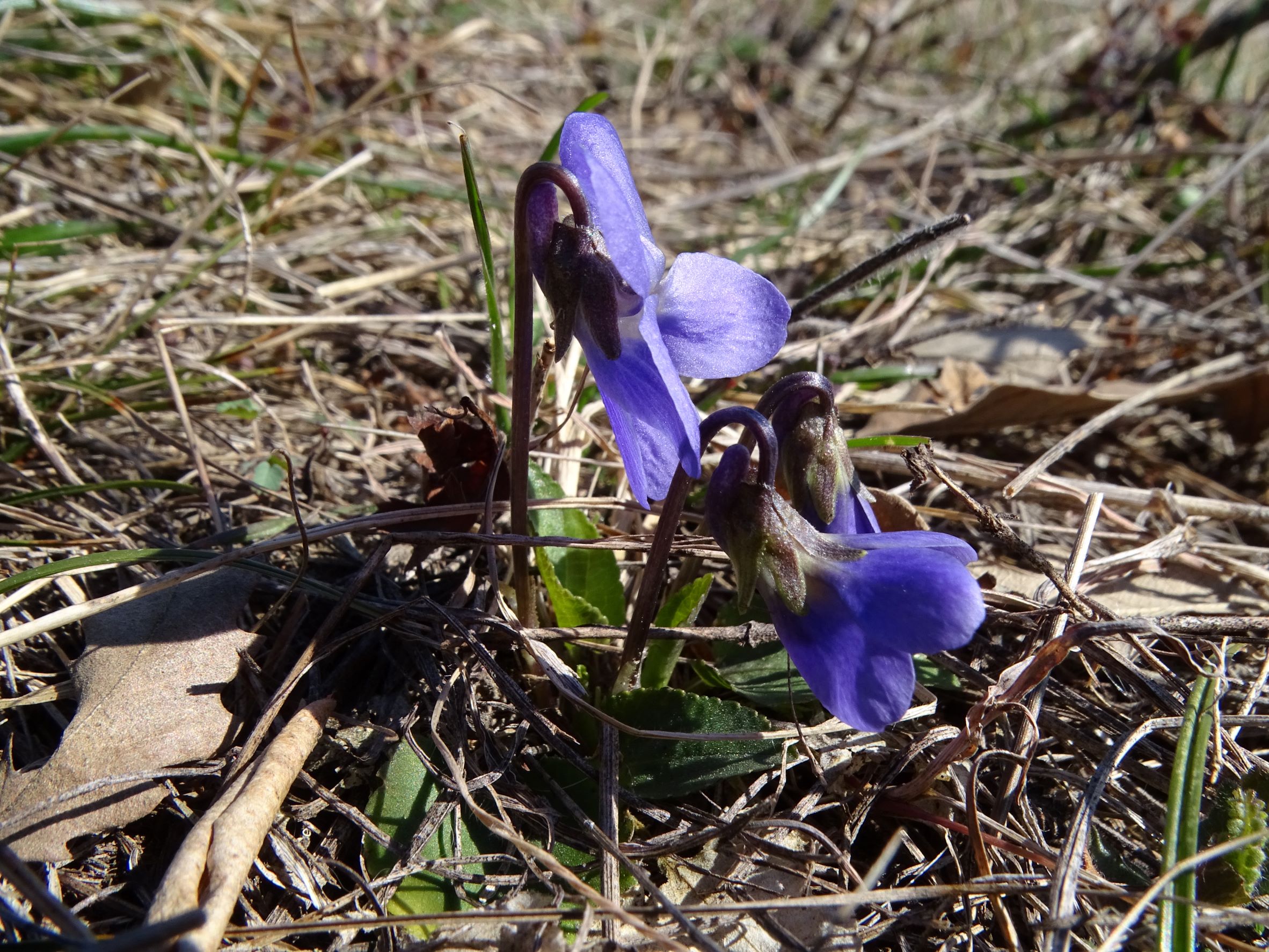 DSC00019 phäno, spitzerberg, 2023-03-12, viola ambigua.JPG