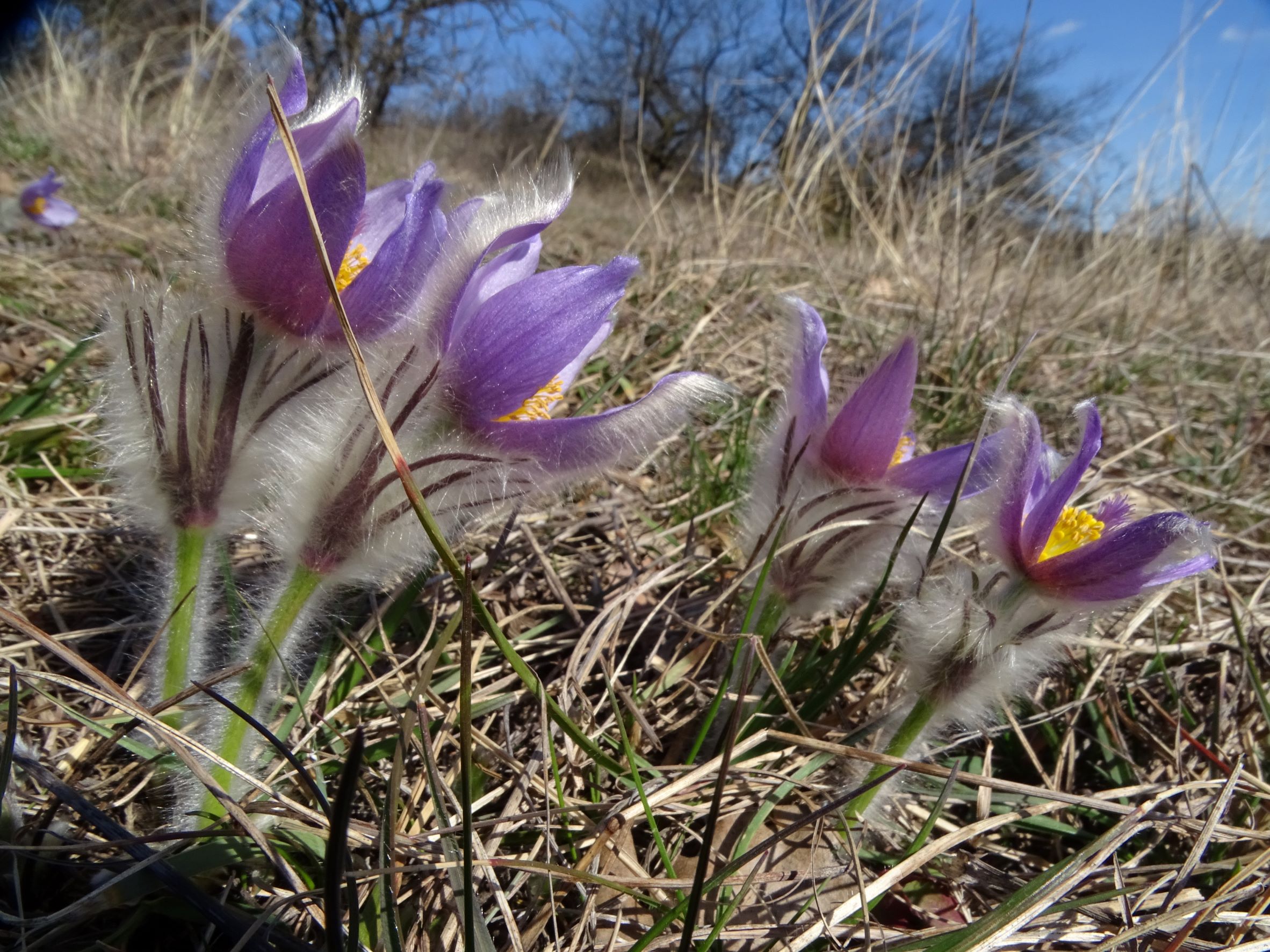 DSC00022 phäno, spitzerberg, 2023-03-12, pulsatilla grandis.JPG