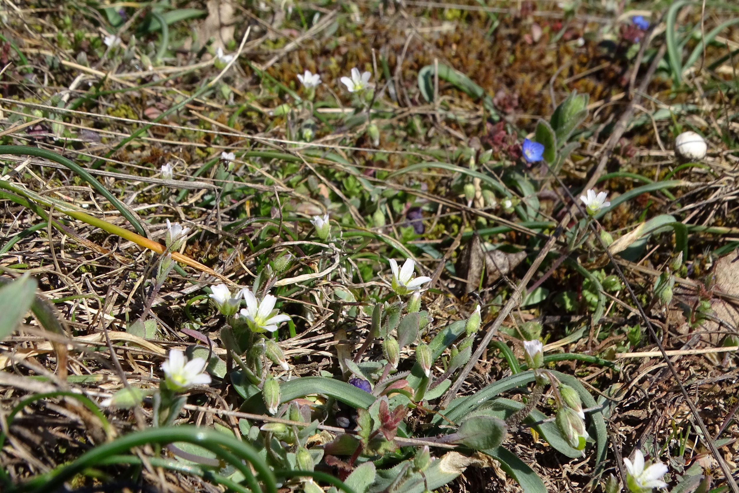 DSC00054 phäno, spitzerberg, 2023-03-12, holosteum umbellatum etc.JPG