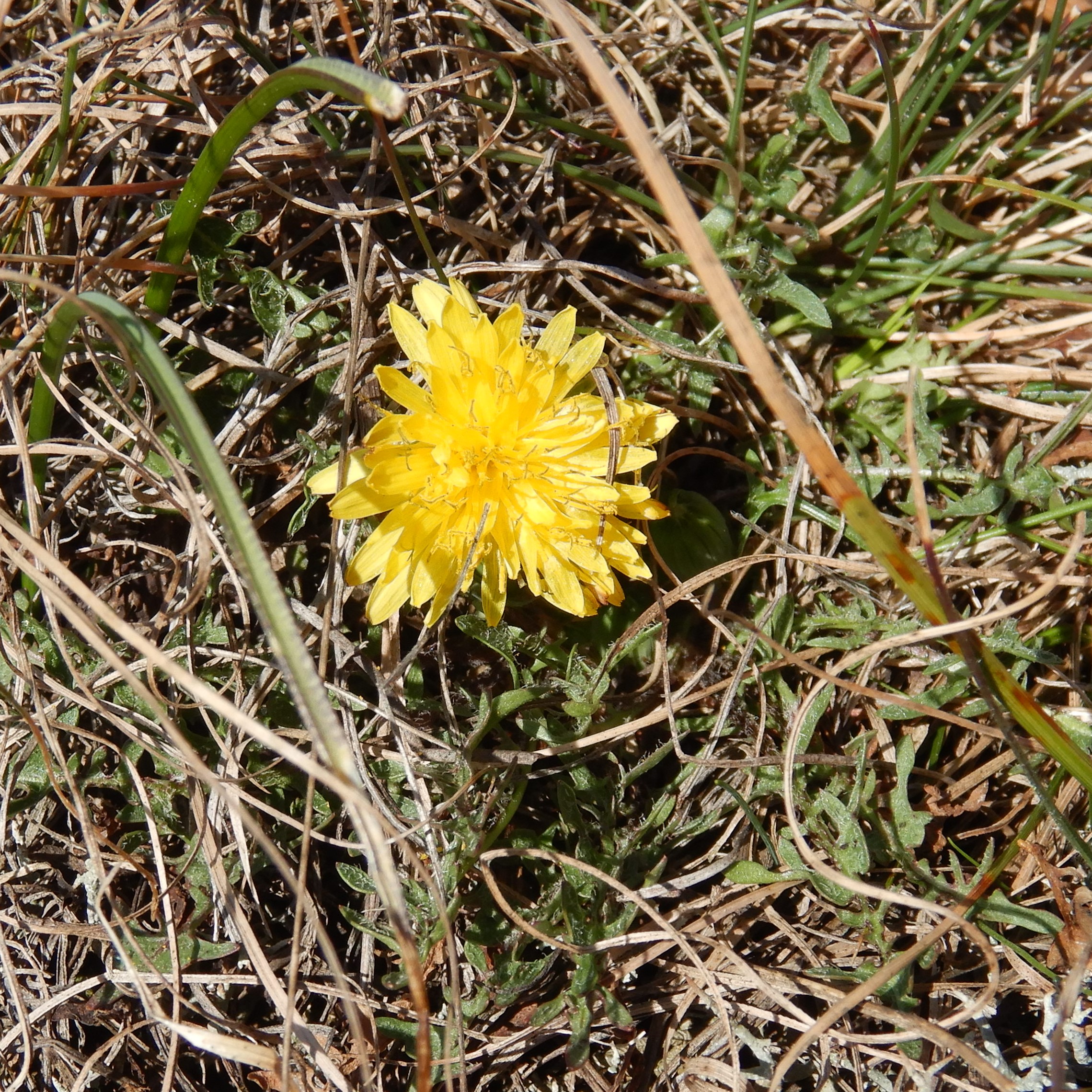 DSCN2703 phäno, spitzerberg, 2023-03-12, taraxacum laevigatum agg.JPG