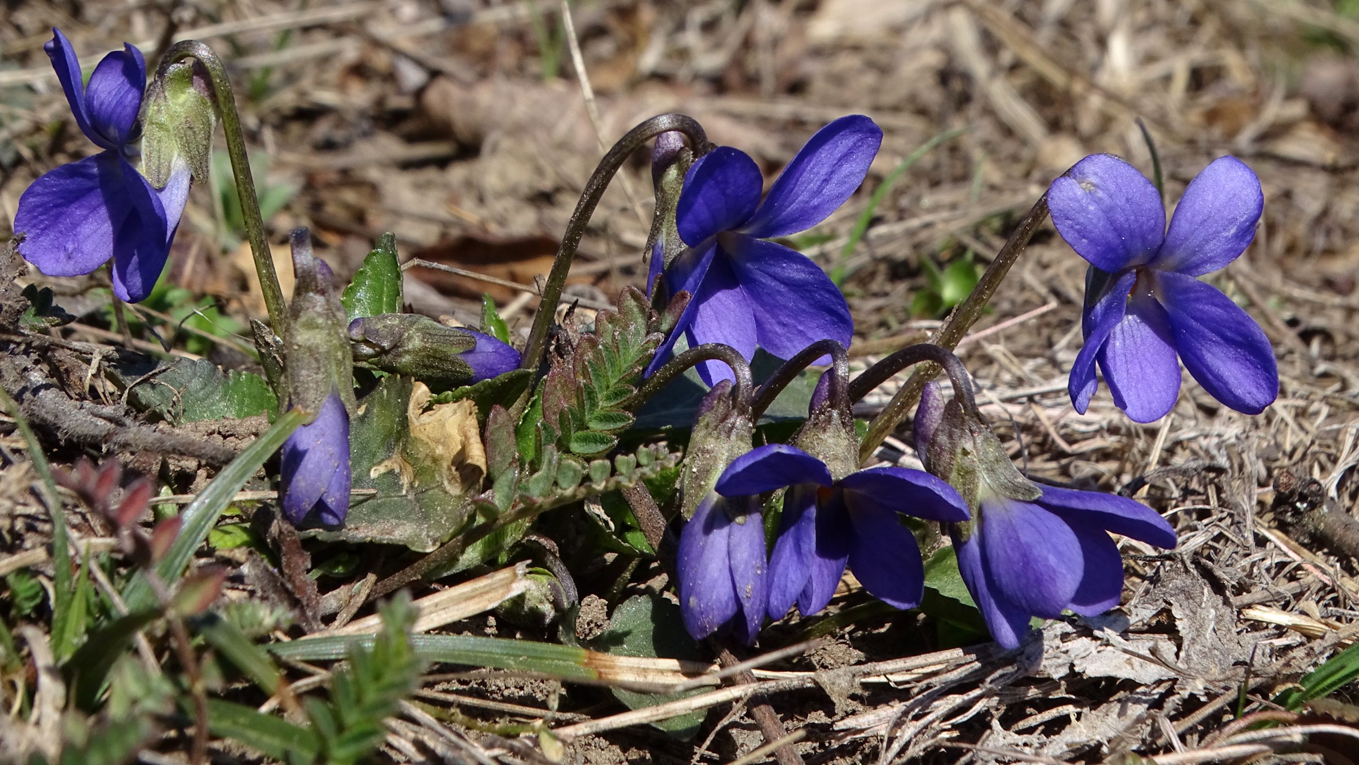 DSC00064 phäno, spitzerberg, 2023-03-12, viola ambigua.JPG