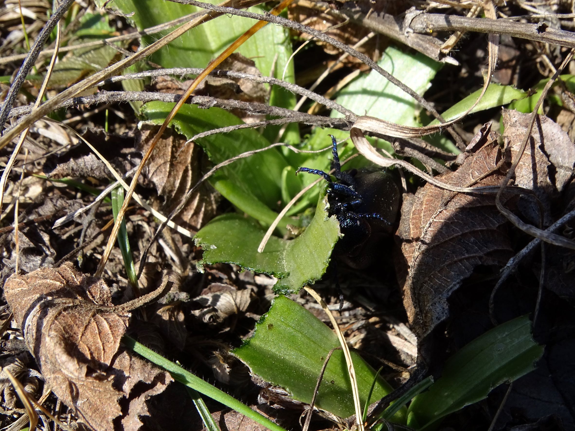 DSC00072 phäno, spitzerberg, 2023-03-12, ölkäfer an cf. orchis simia.JPG