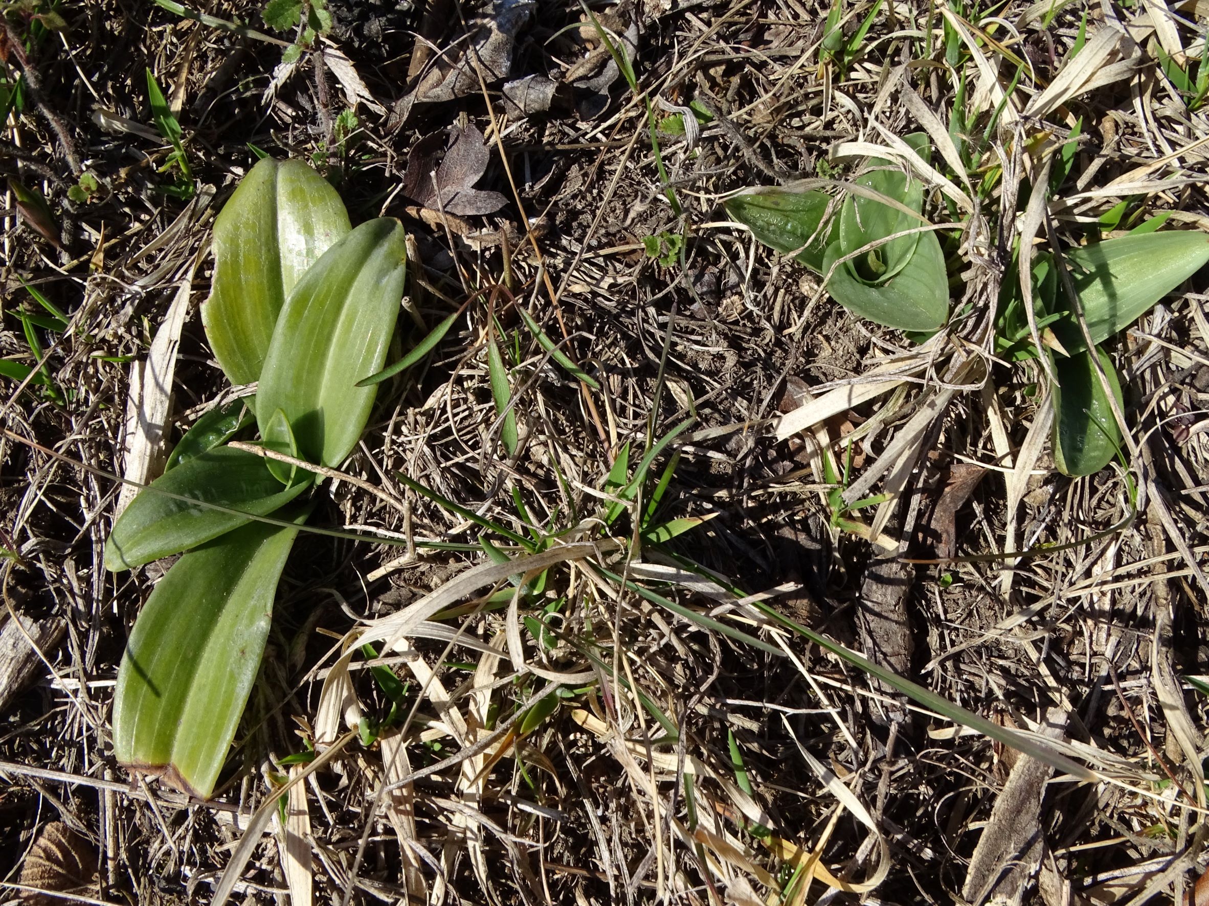 DSC00084 phäno, spitzerberg, 2023-03-12, himantoglossum adriaticum, cf. orchis simia.JPG