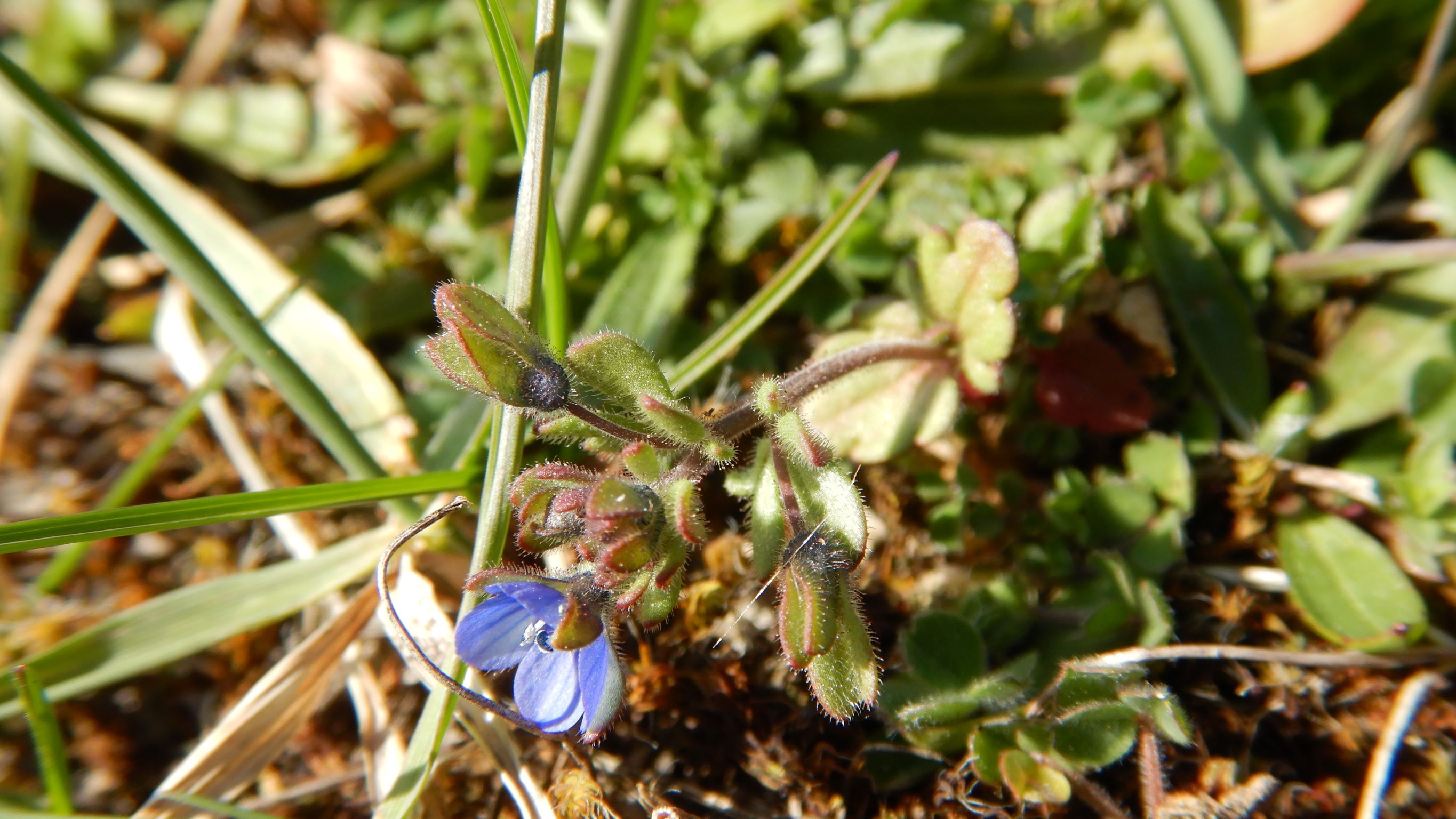 DSCN2739 phäno, spitzerberg-kulruland, 2023-03-12, veronica triphyllos etc.JPG