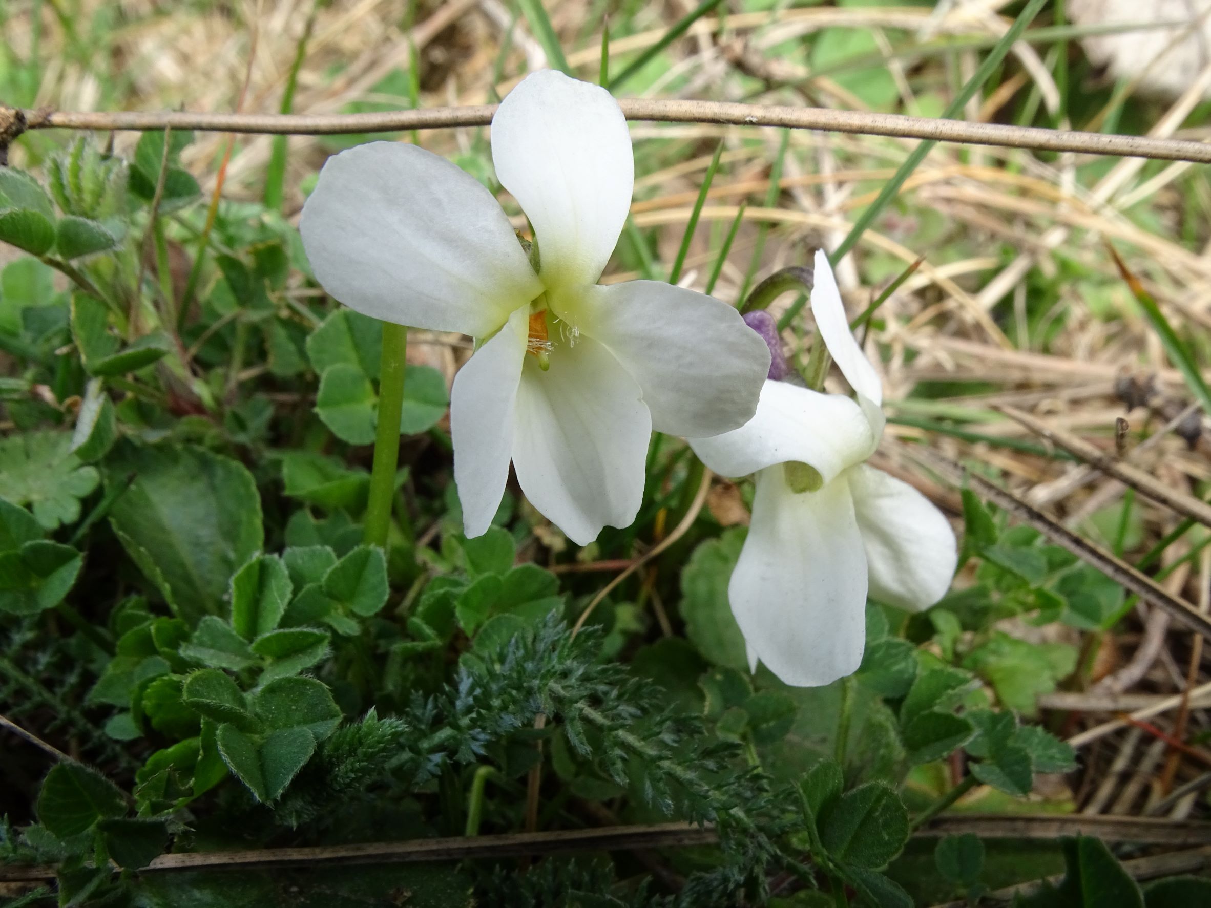 DSC00126 phäno, prellenkirchen, 2023-03-12, viola odorata fa. albiflora.JPG