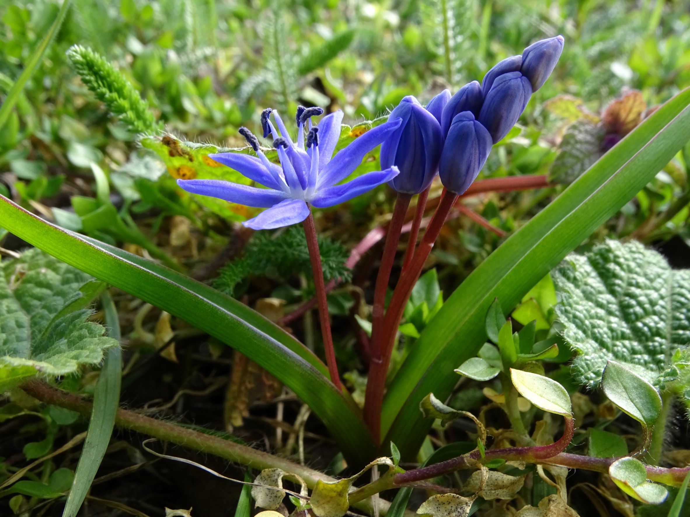 DSC00154 phäno, prellenkirchen, 2023-03-12, scilla vindobonensis.JPG