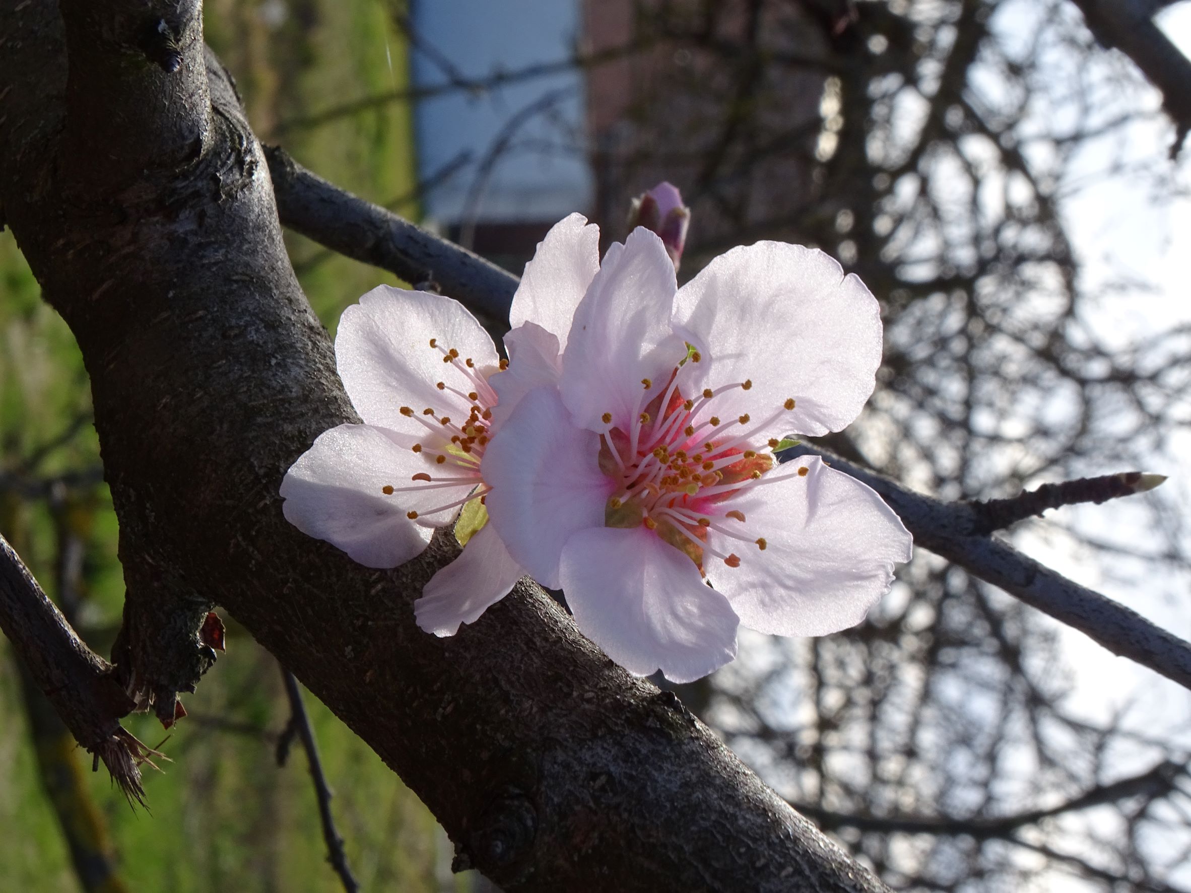 DSC00156 phäno, prellenkirchen, 2023-03-12, prunus dulcis amara.JPG