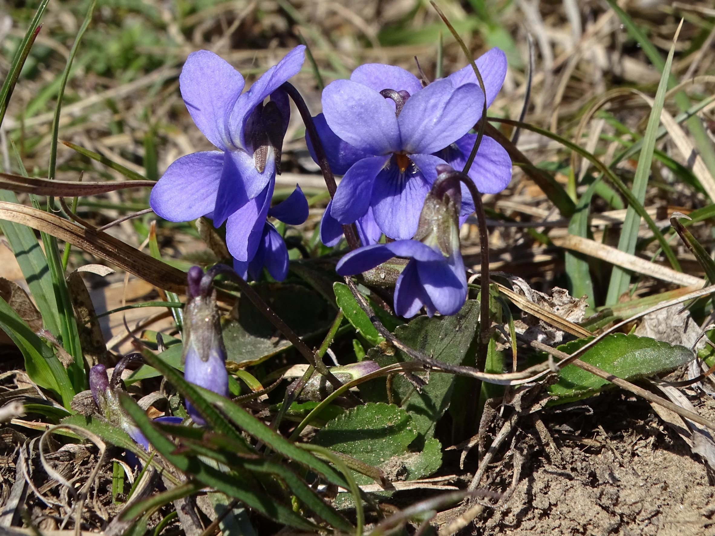 DSC00066 phäno, spitzerberg, 2023-03-12, viola ambigua.JPG