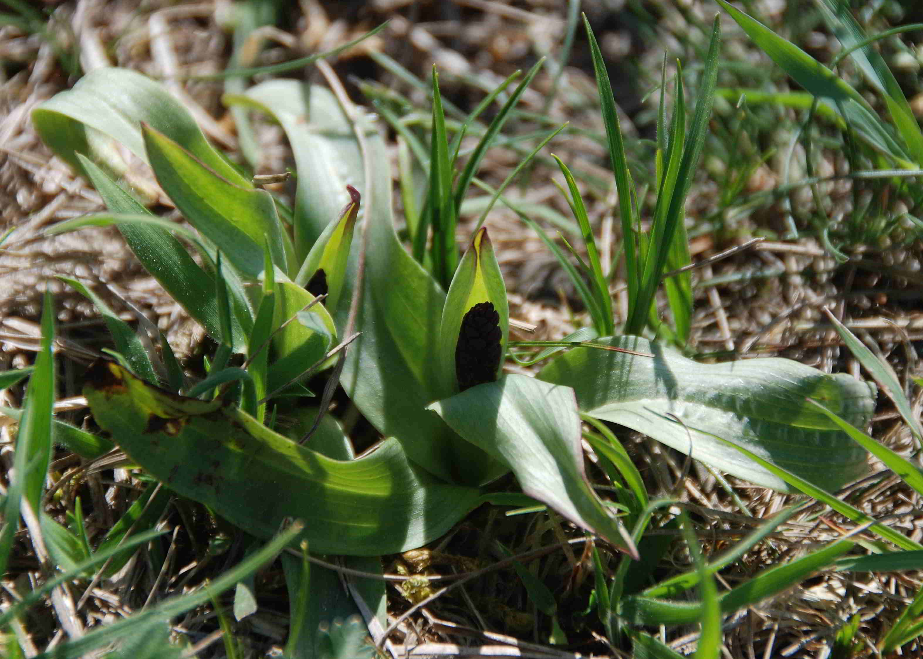 Siegendort-Burgenland-Naturschutzgebiet-21042018-(51).JPG