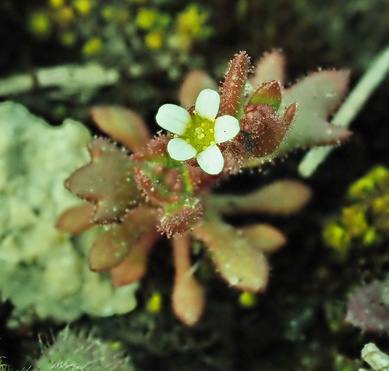 Saxifraga tridactylites 1.JPG