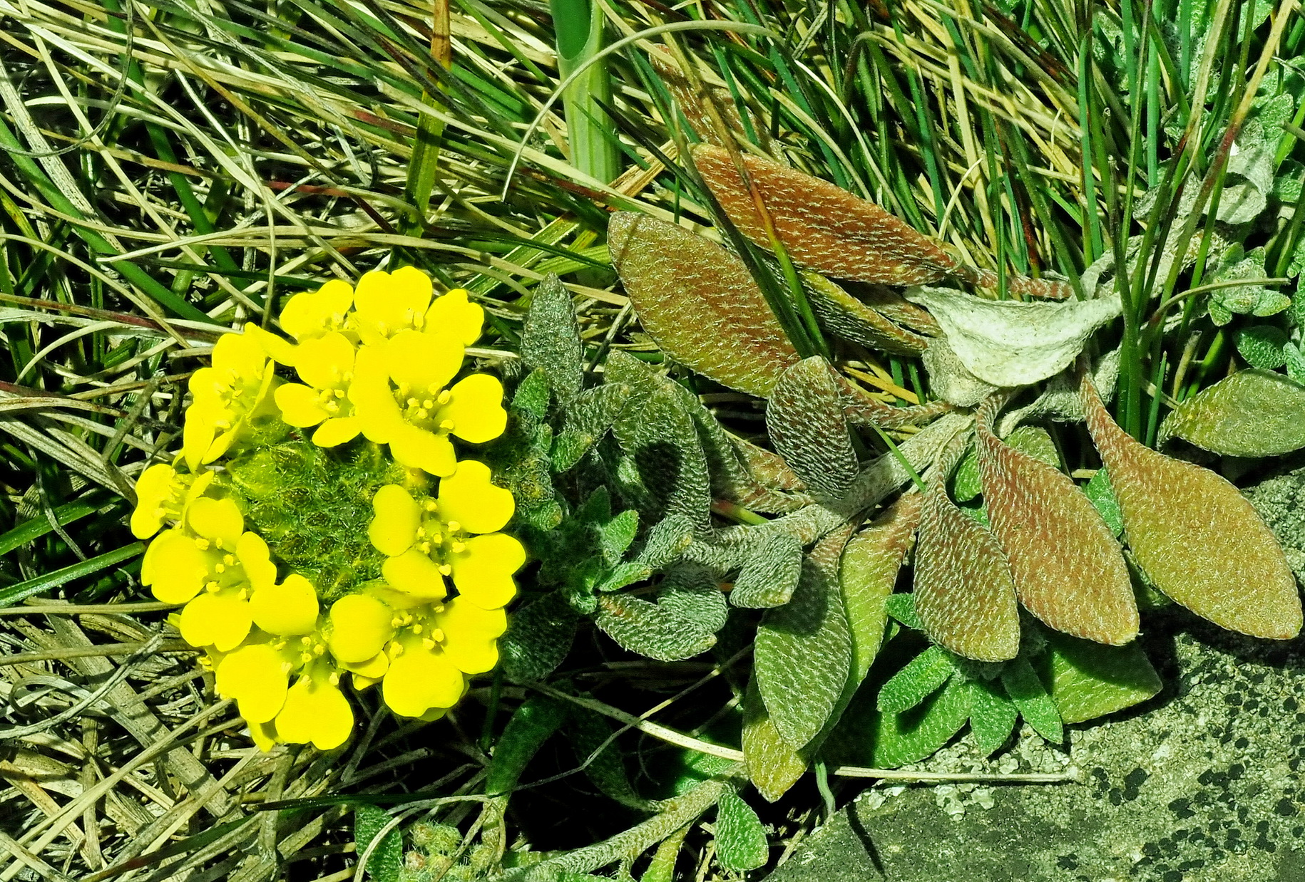 Alyssum montanum ssp. gmelinii 1.JPG