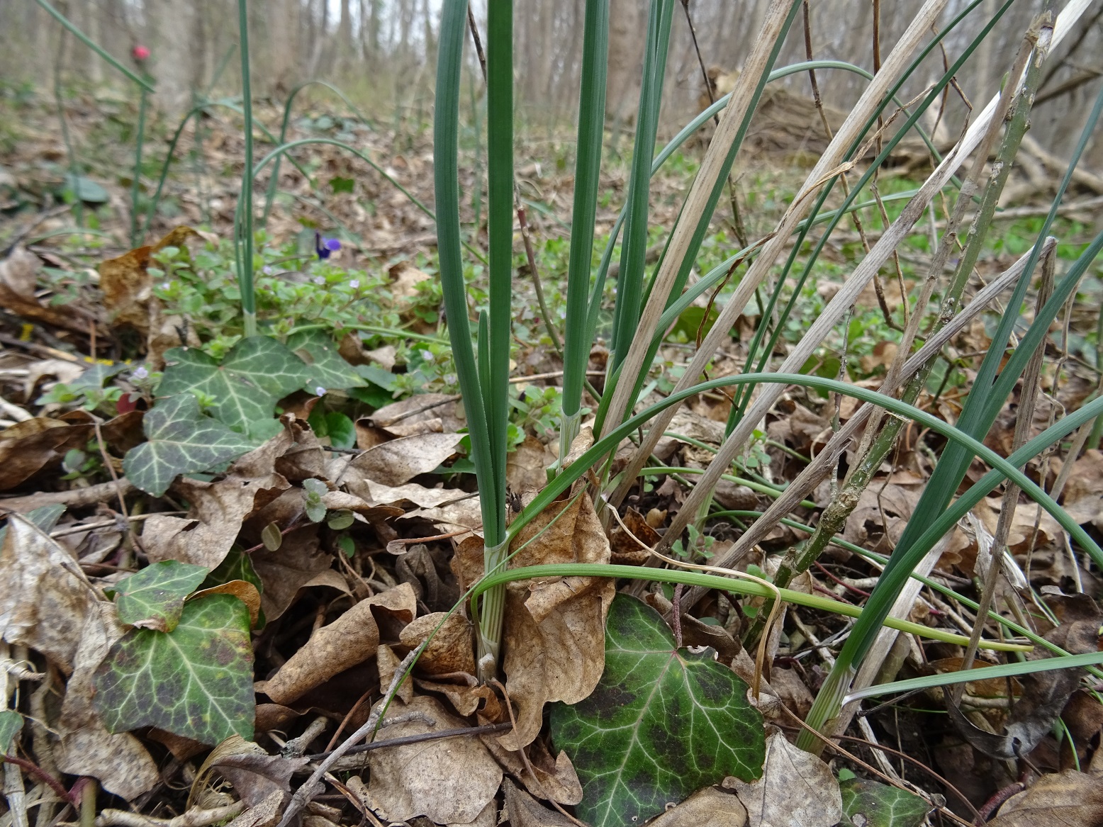 2023-03-13 DSC06560 Allium scorodoprasum.JPG