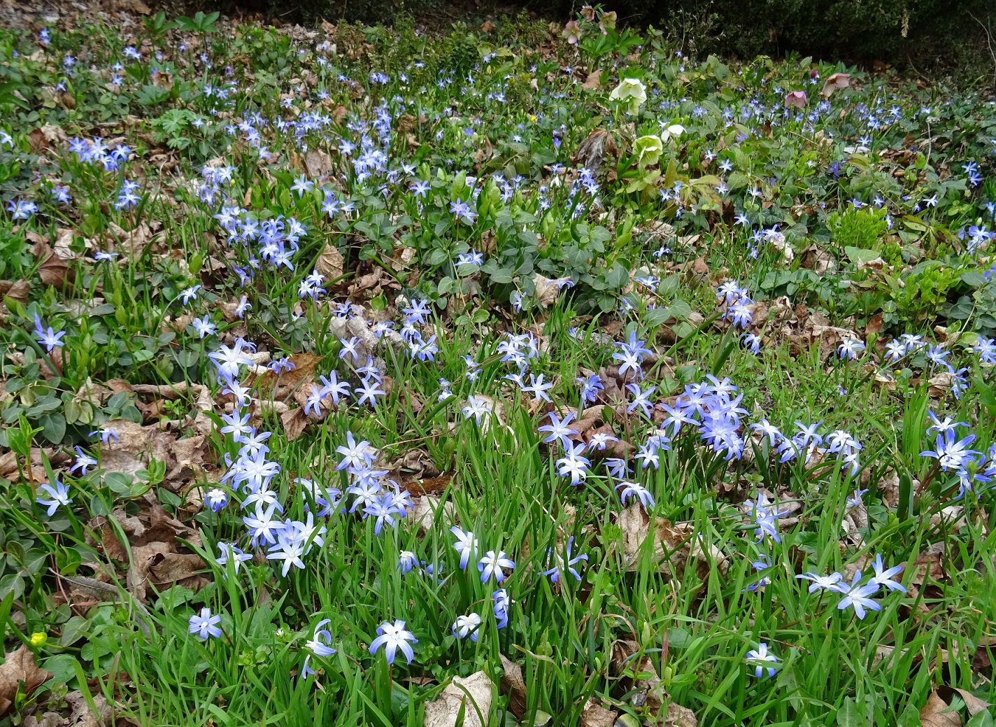 2023-03-13 DSC06681 Scilla luciliae.JPG