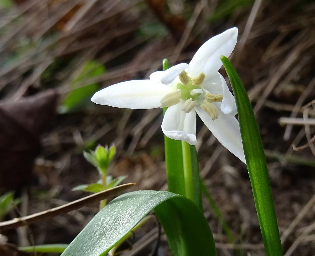 2023-03-13 DSC06807 Othocallis siberica alba.JPG