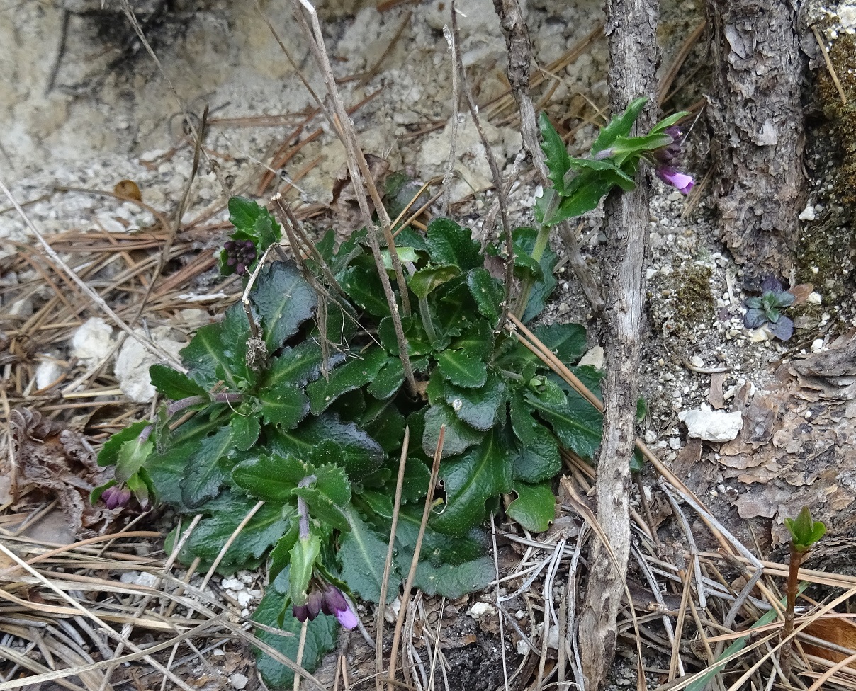 2023-03-13 DSC06782 Arabis rosea.JPG