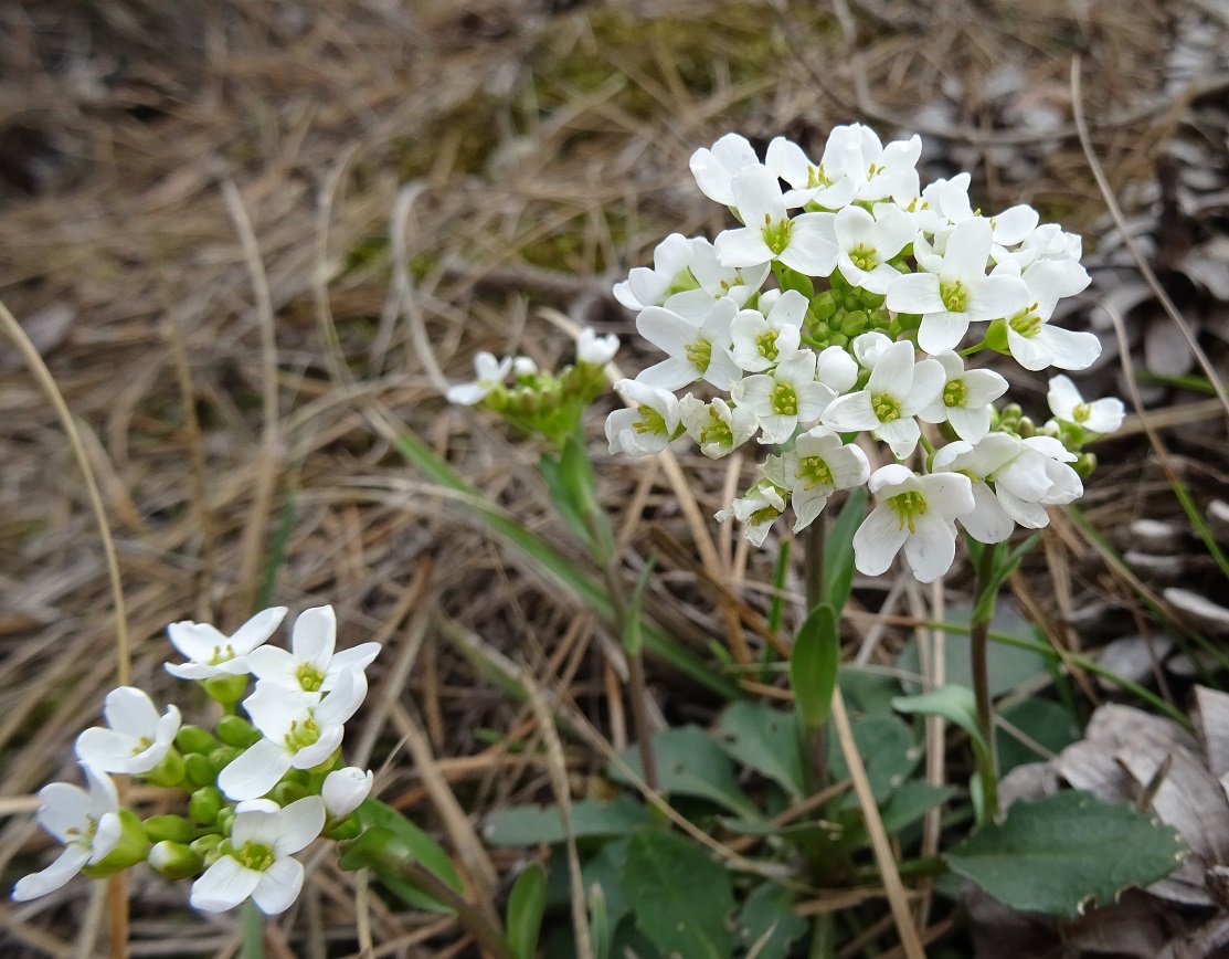 2023-03-13 DSC06752 Thlaspi montanum.JPG