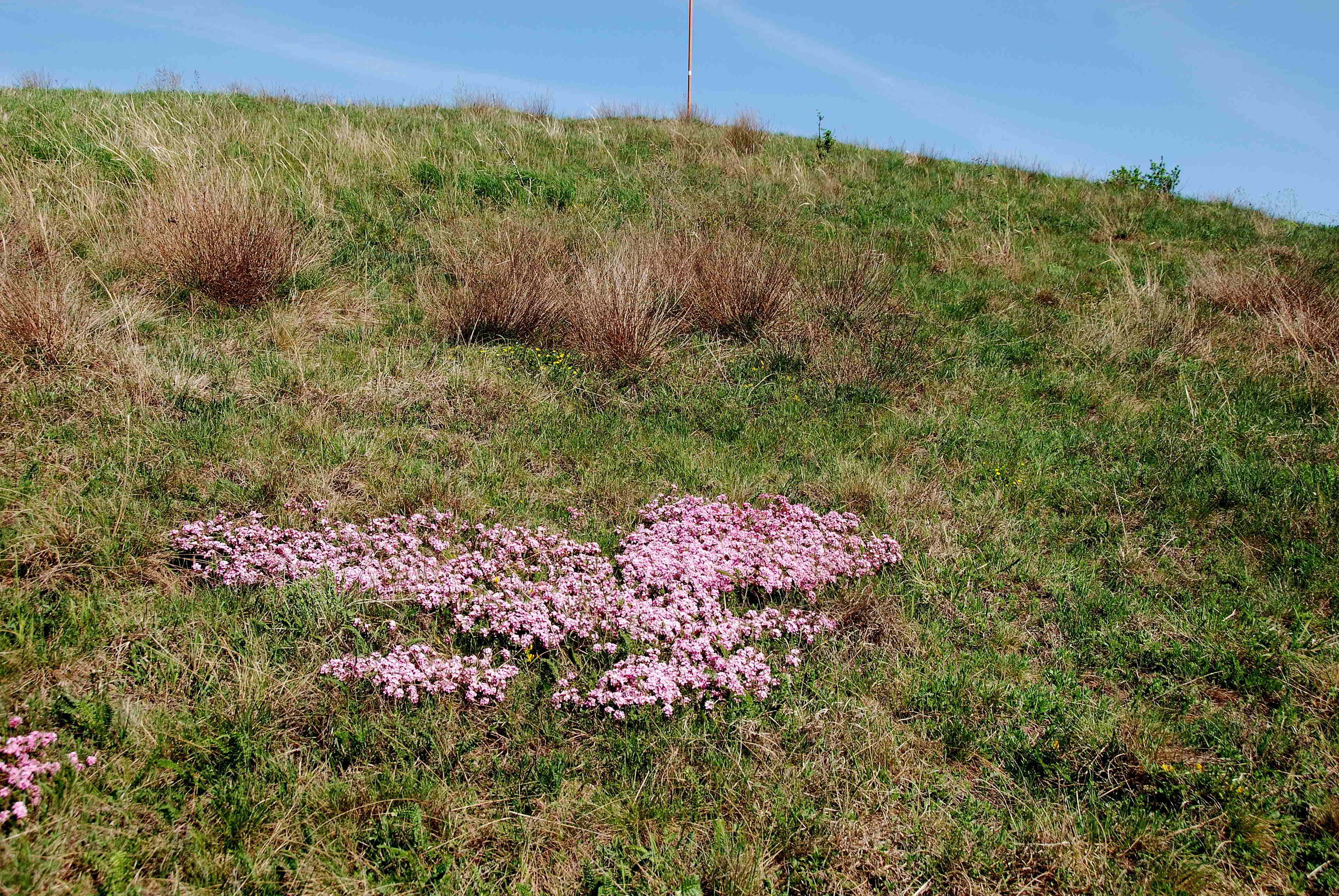 Siegendort-Burgenland-Naturschutzgebiet-21042018-(57).JPG