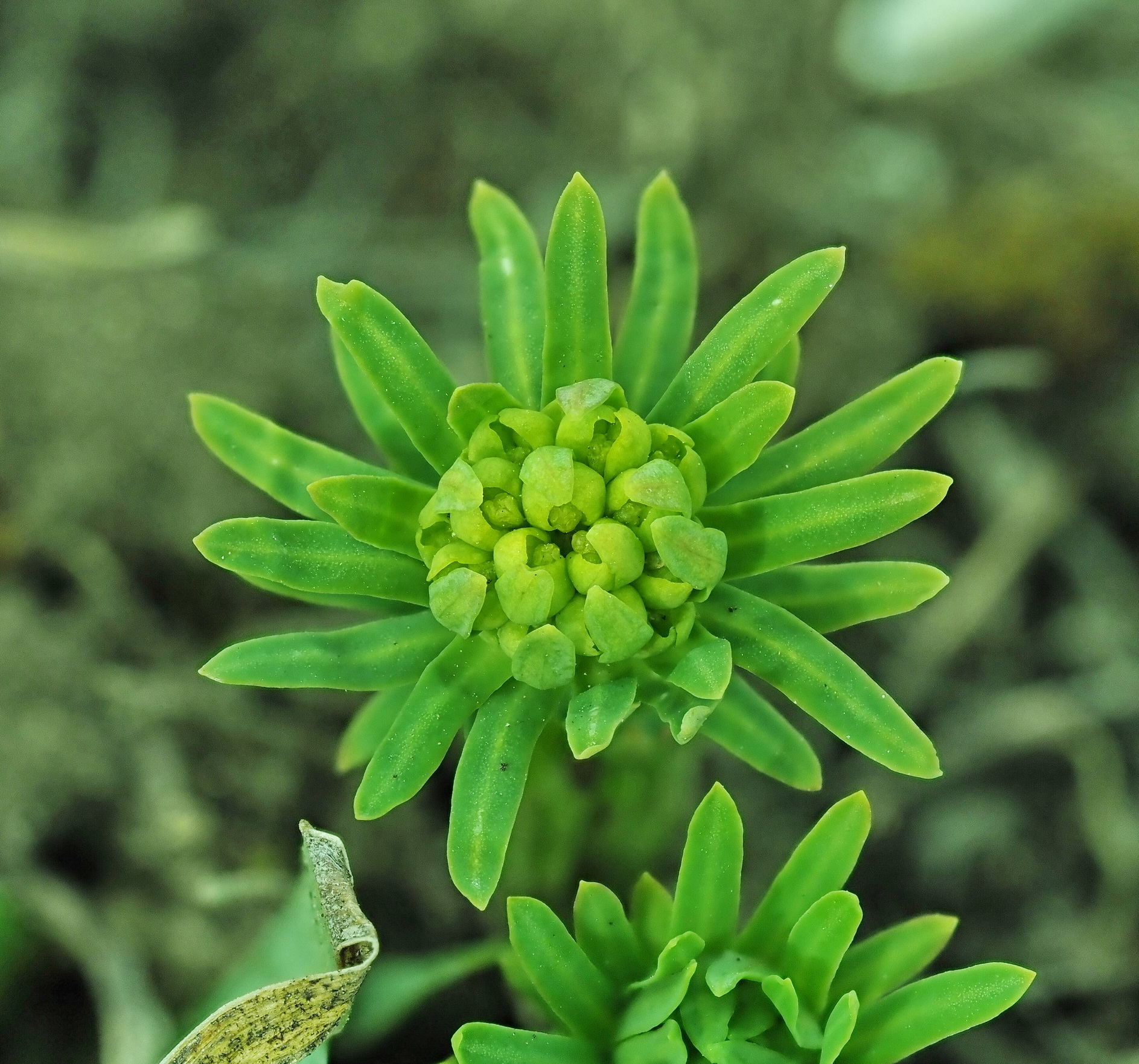 8 Euphorbia cyparissias.JPG