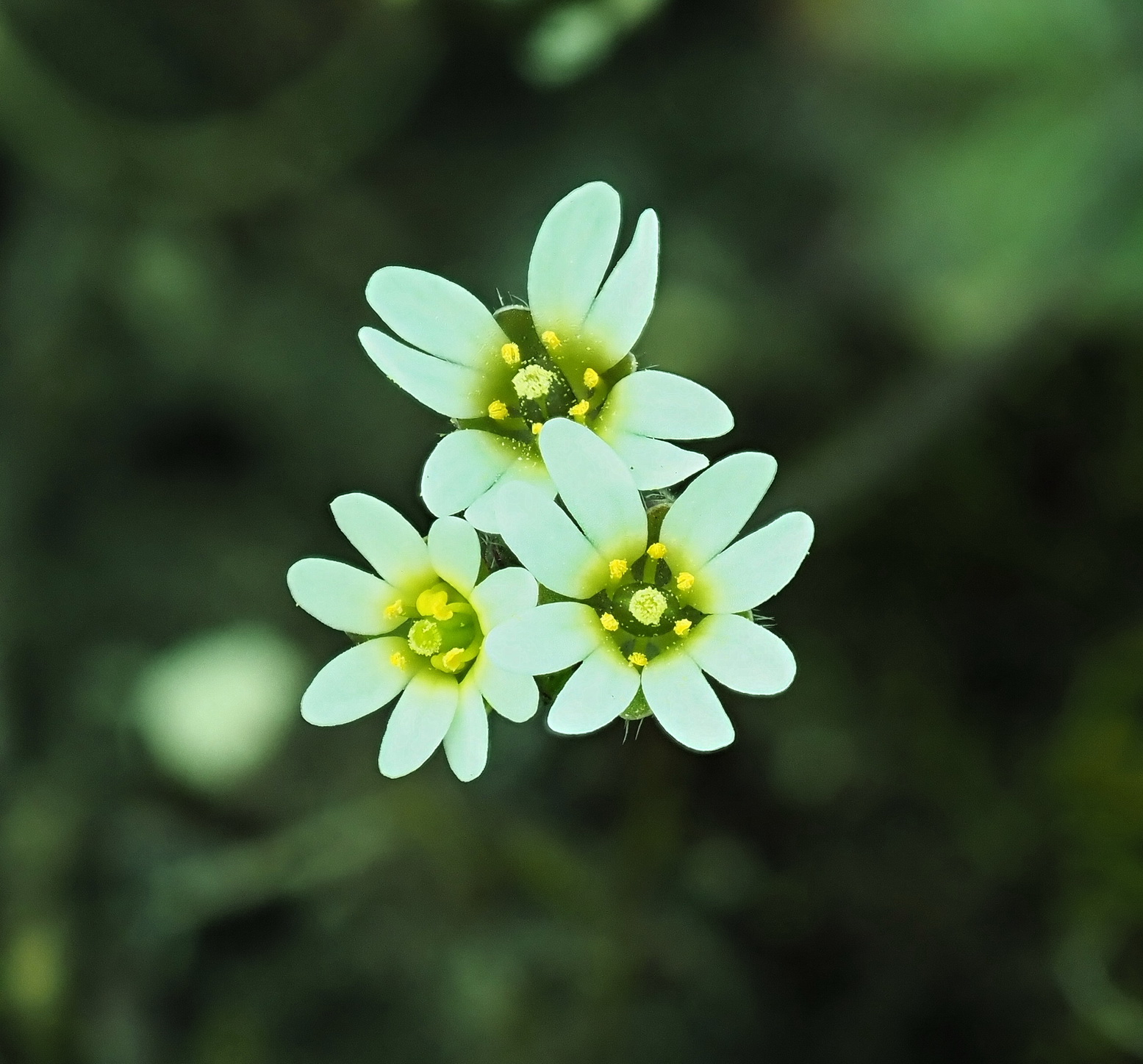 6 Draba verna Blüte.JPG