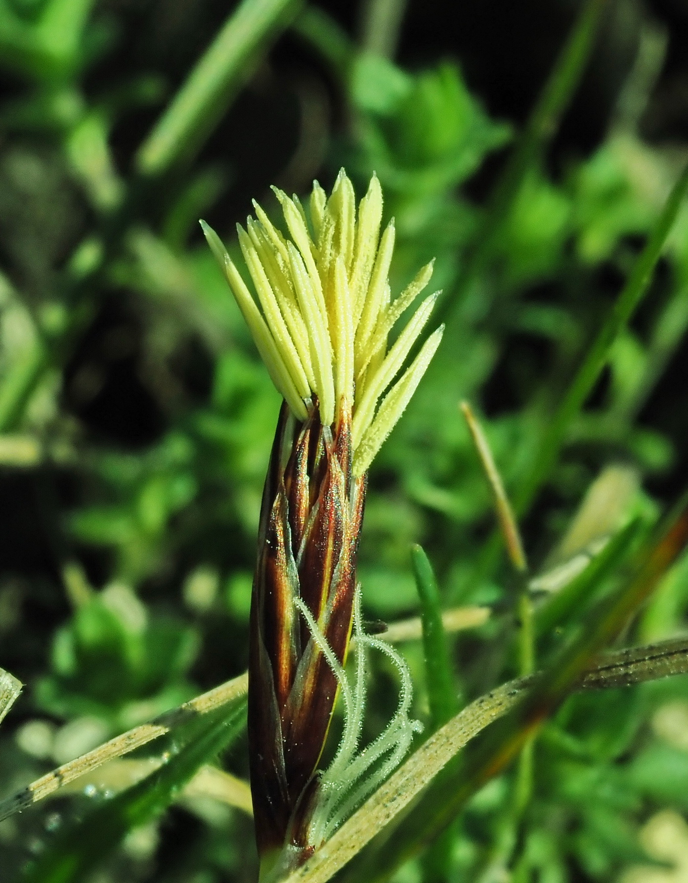 2 Carex humilis.JPG