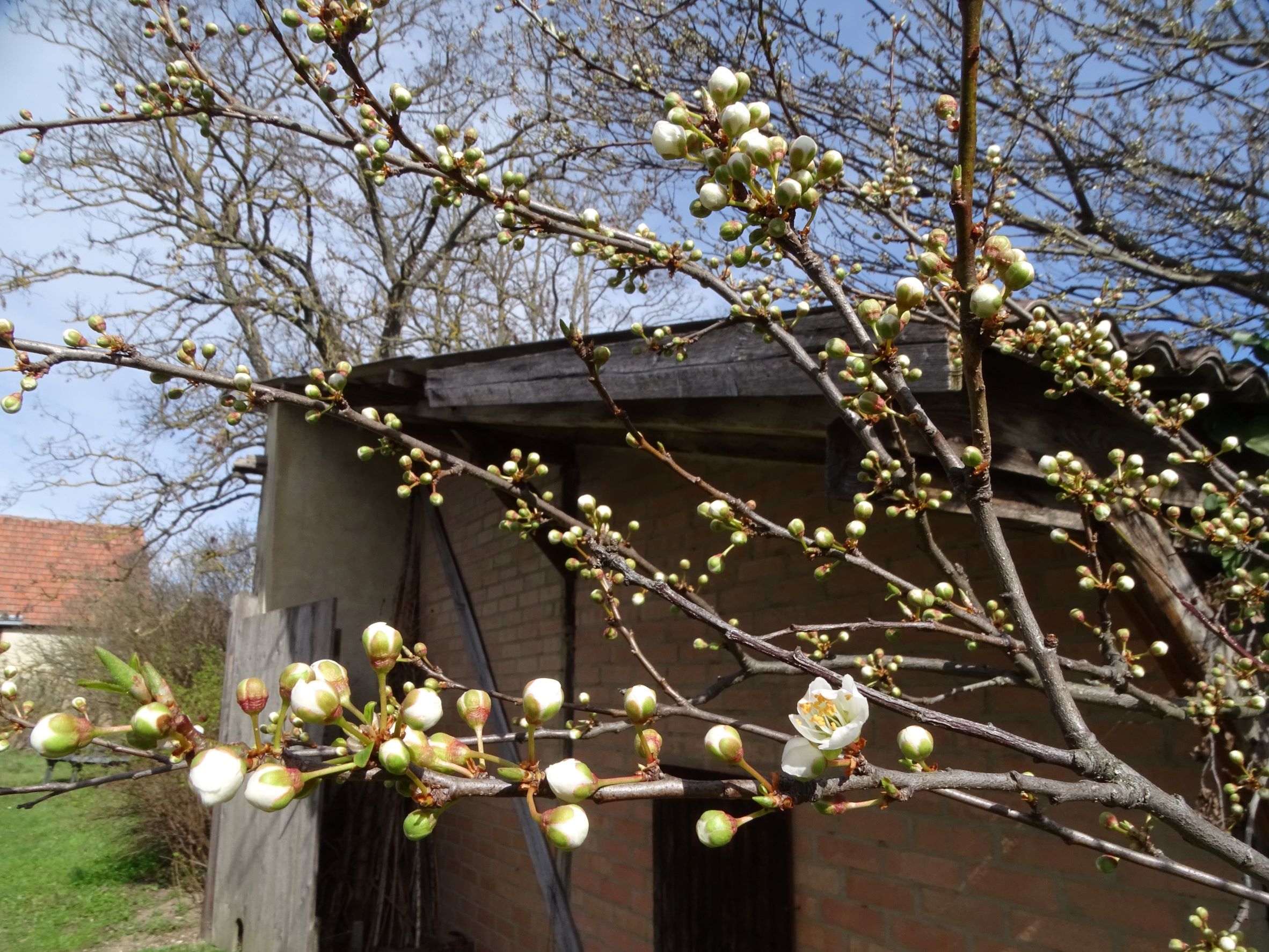 DSC00171 phäno, 2023-03-15, prellenkirchen-spitzerbergfuß, prunus cerasifera.JPG