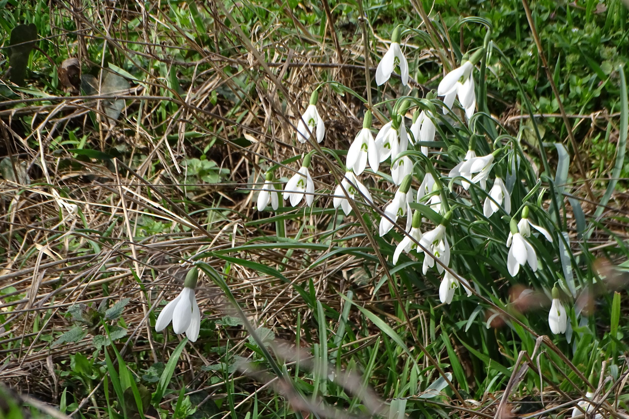 DSC00183 phäno, 2023-03-15, prellenkirchen-spitzerbergfuß, galanthus nivalis.JPG