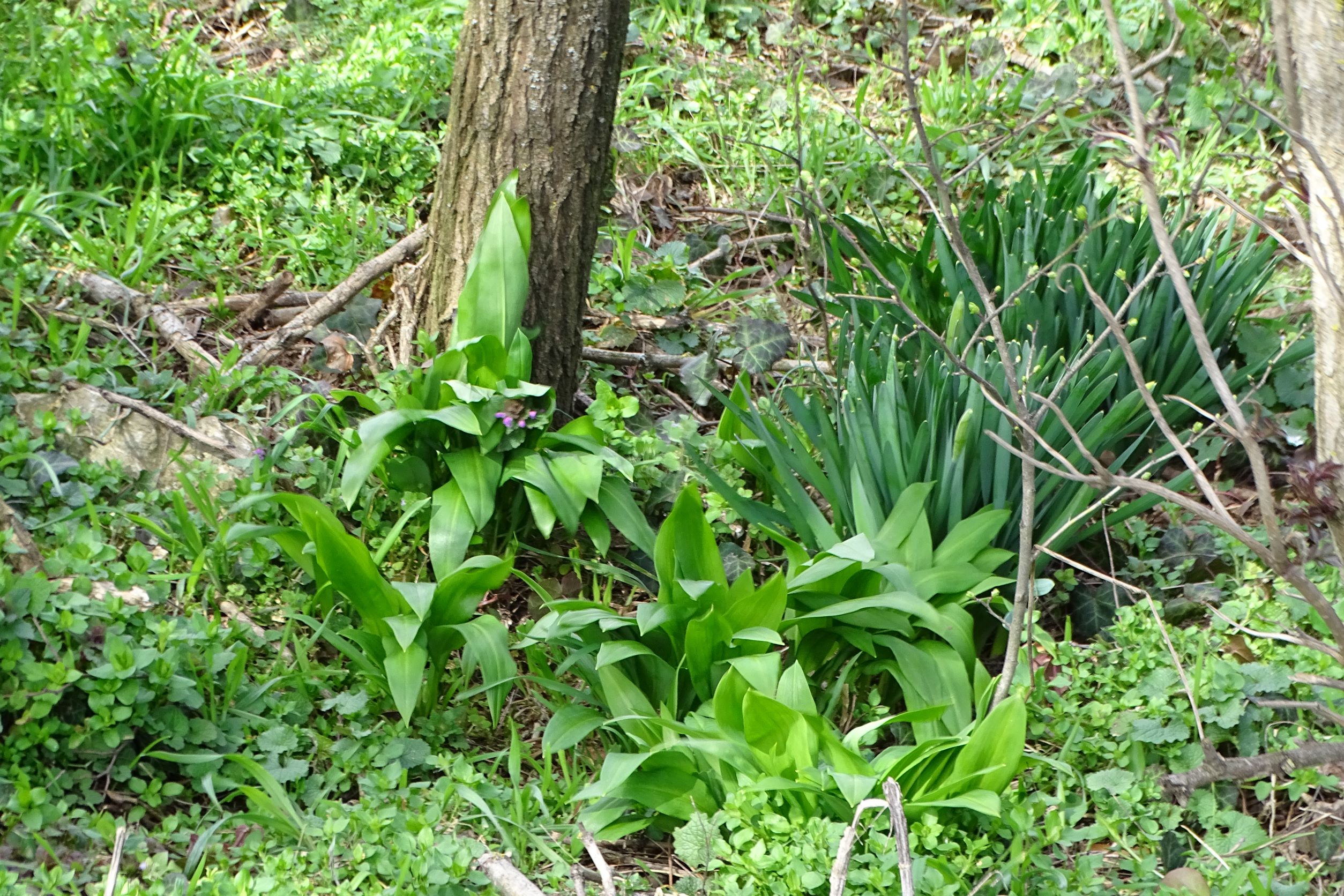 DSC00185 phäno, 2023-03-15, prellenkirchen-spitzerbergfuß, allium ursinum.JPG