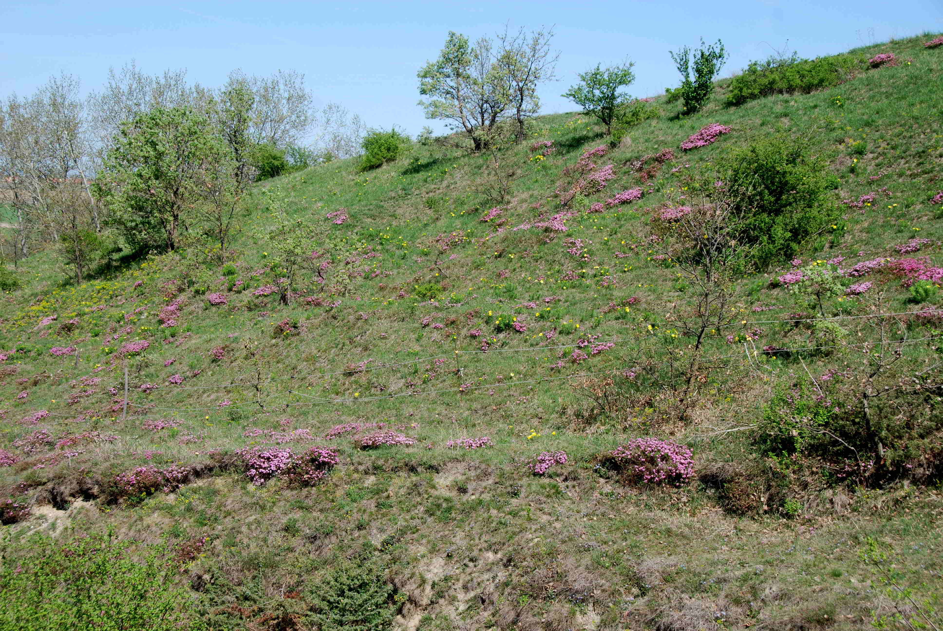 Siegendort-Burgenland-Naturschutzgebiet-21042018-(31).JPG