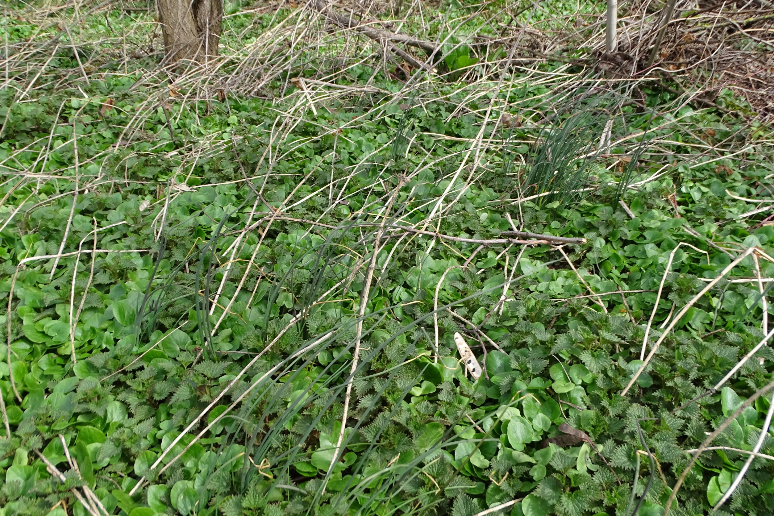 DSC00191 phäno, 2023-03-15, prellenkirchen-spitzerbergfuß, ficaria verna cf. s.str., allium vineale, urtica dioica.JPG