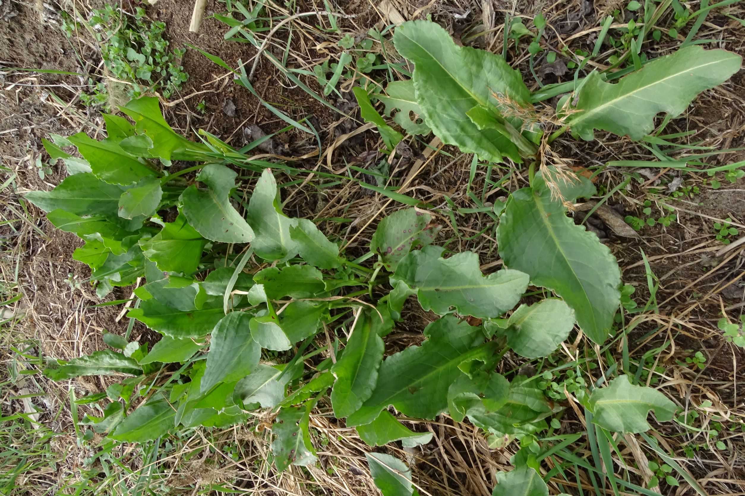 DSC00199 phäno, 2023-03-15, prellenkirchen-spitzerbergfuß, rumex patientia.JPG