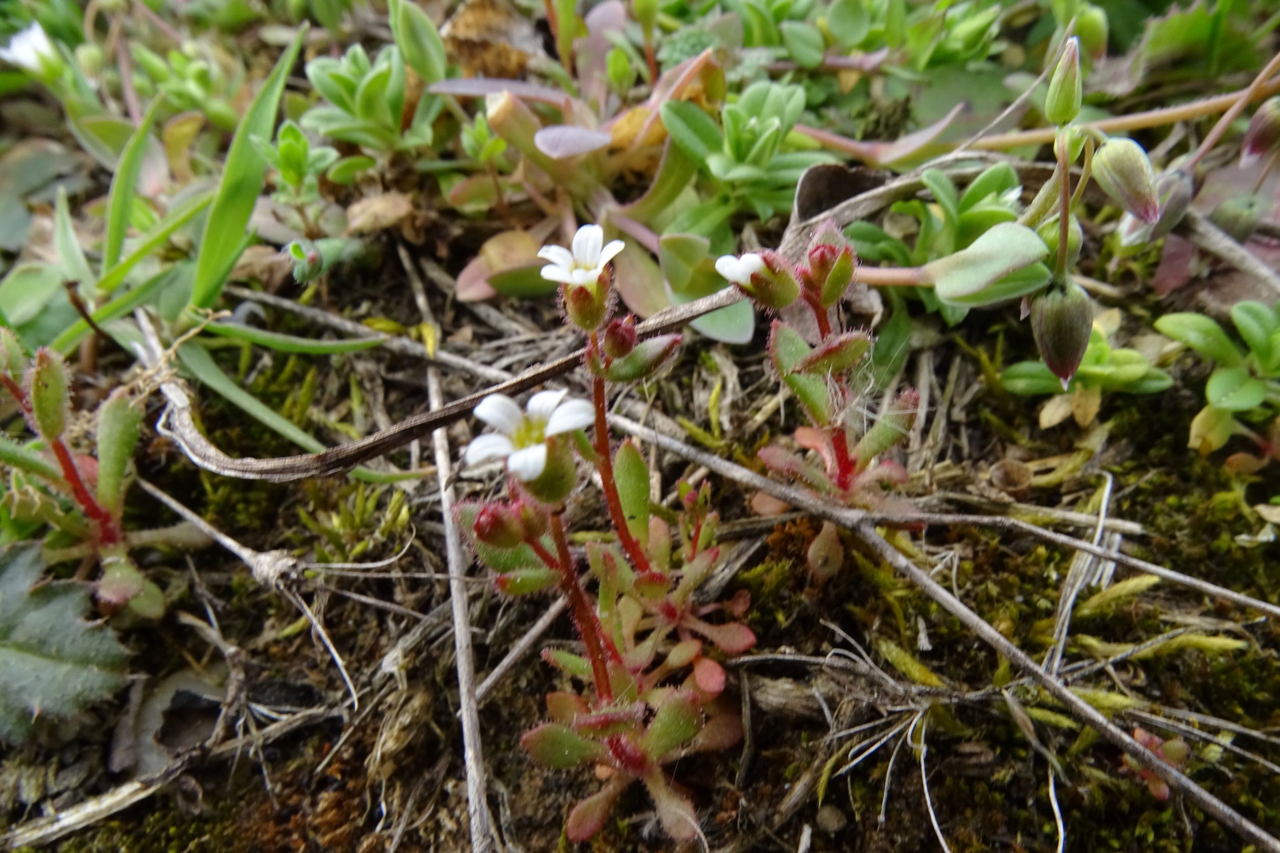 DSC00204 phäno, 2023-03-15, prellenkirchen-spitzerbergfuß, saxifraga tridactylites, holosteum umbellatum.JPG