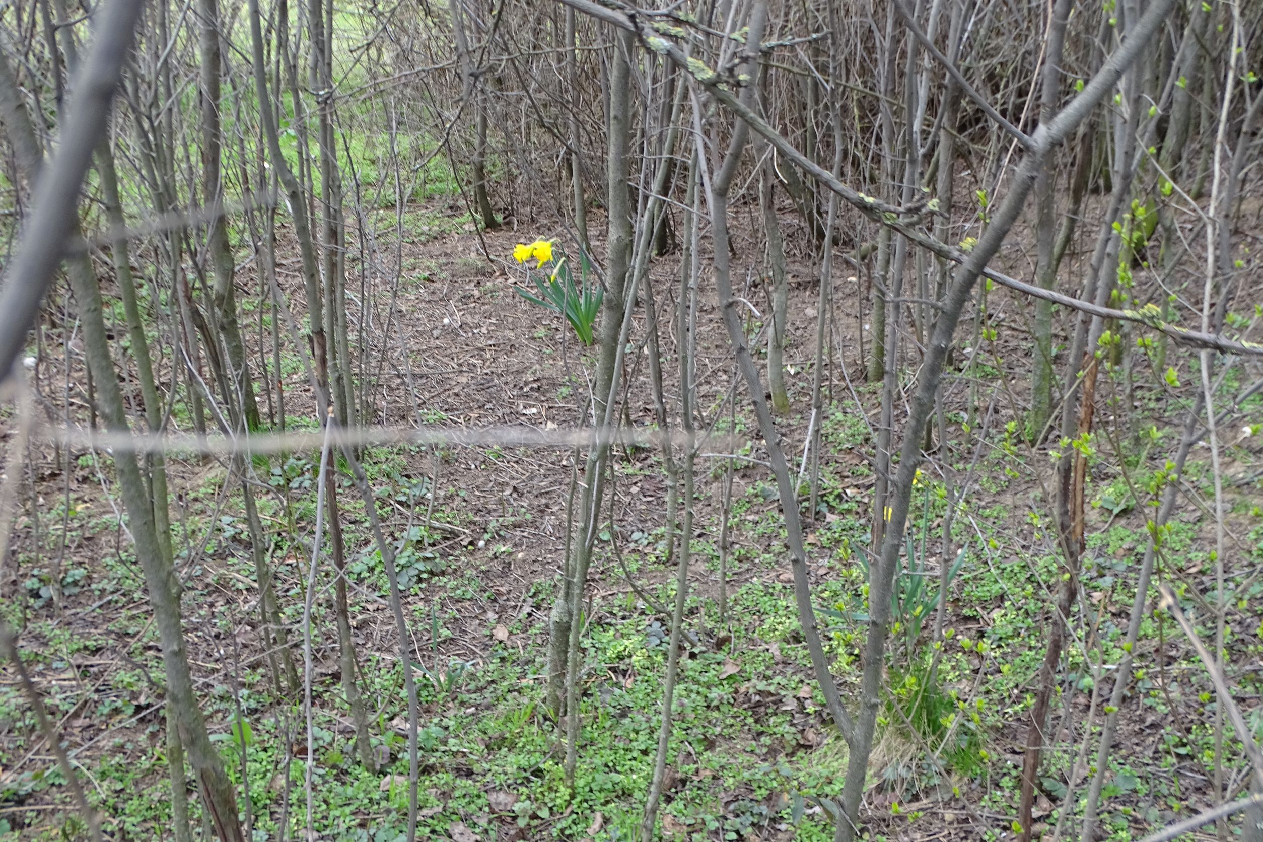 DSC00233 phäno, 2023-03-15, prellenkirchen-spitzerbergfuß, narcissus.JPG