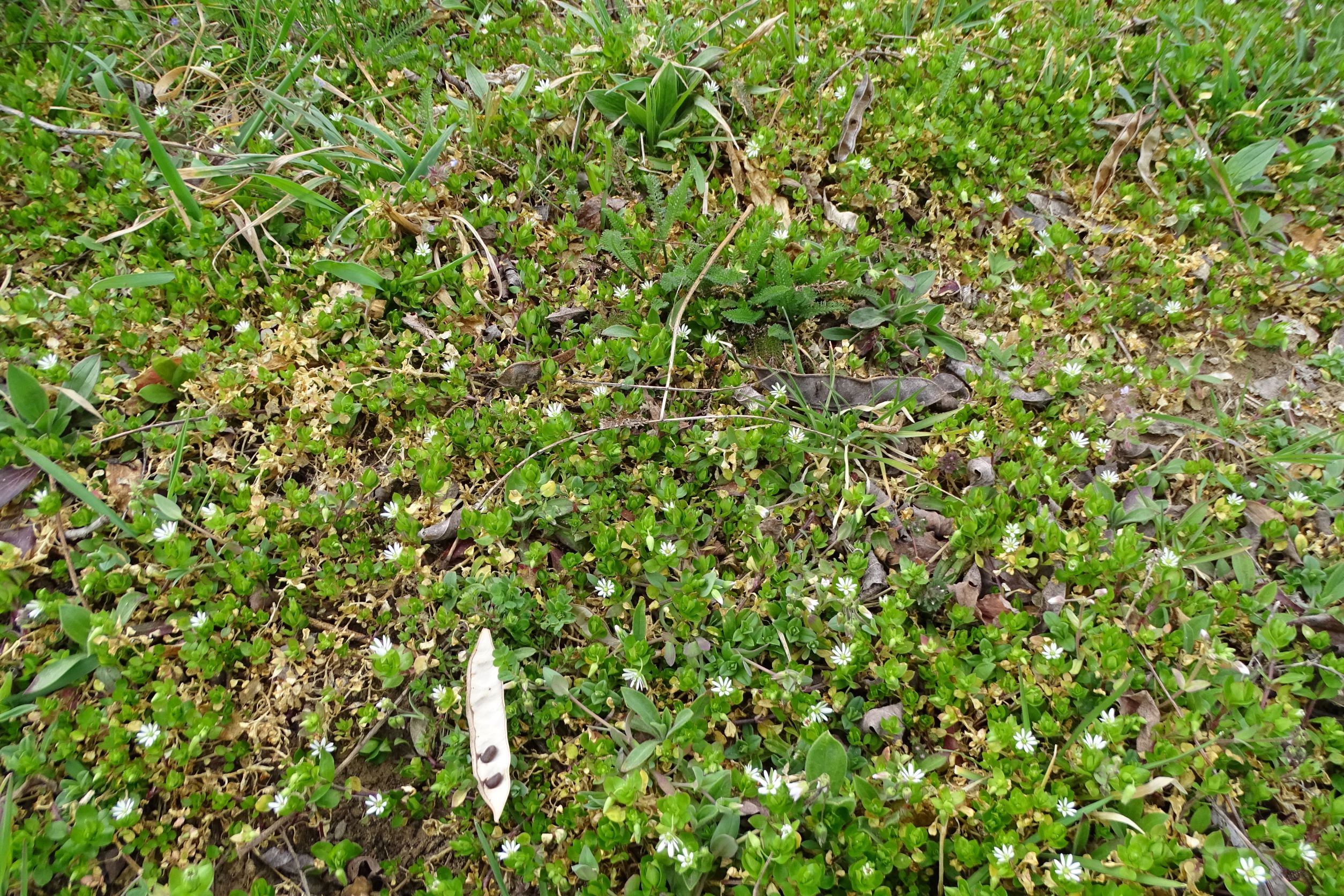 DSC00234 phäno, 2023-03-15, prellenkirchen-spitzerbergfuß, stellaria ruderalis.JPG